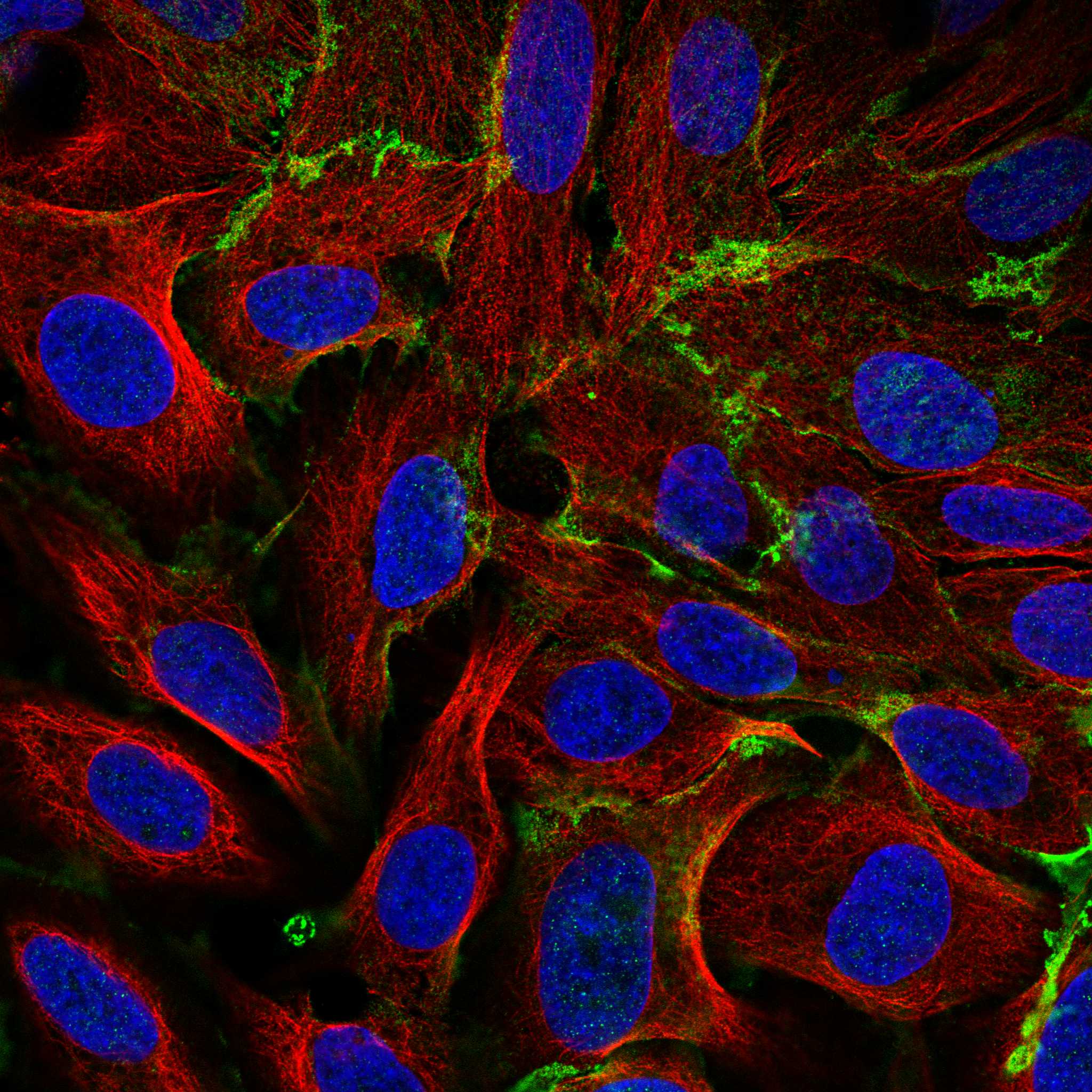 PTPRR fluorescence