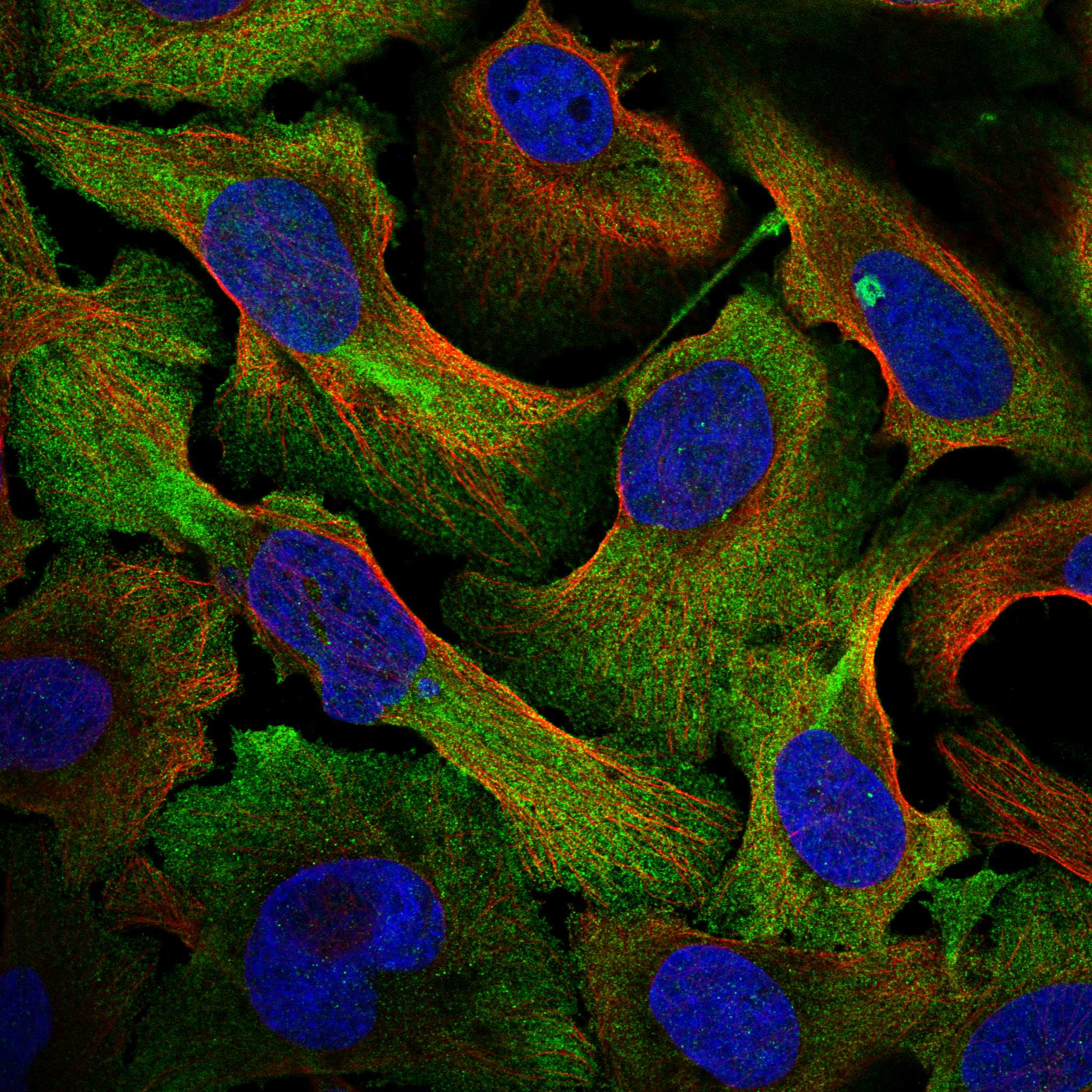 PTPRS fluorescence