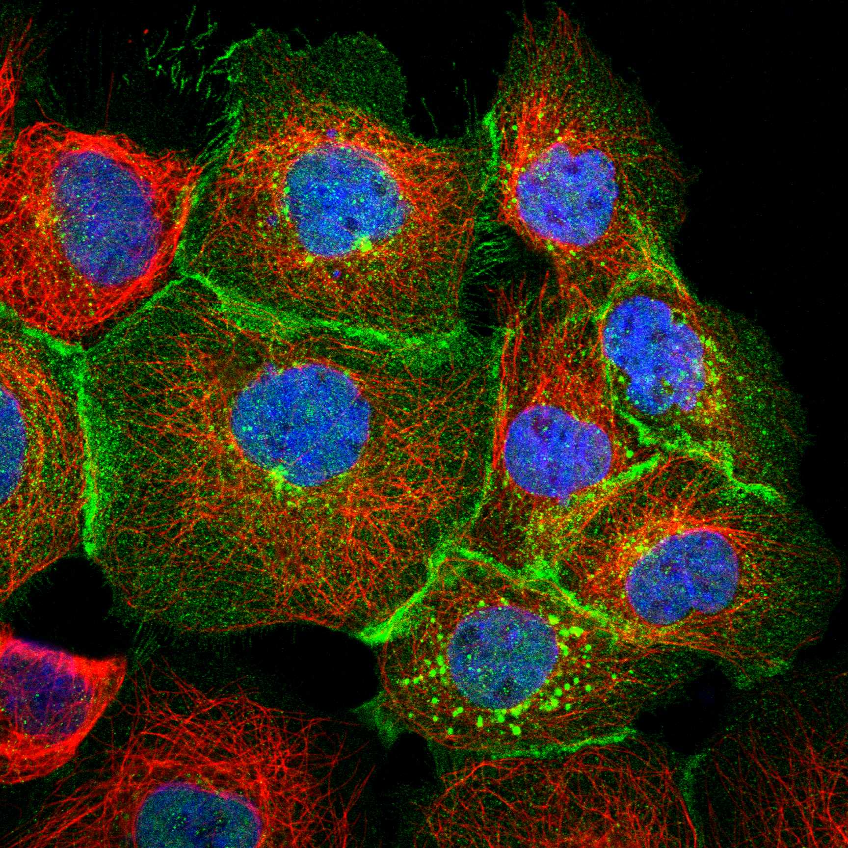 PVR fluorescence