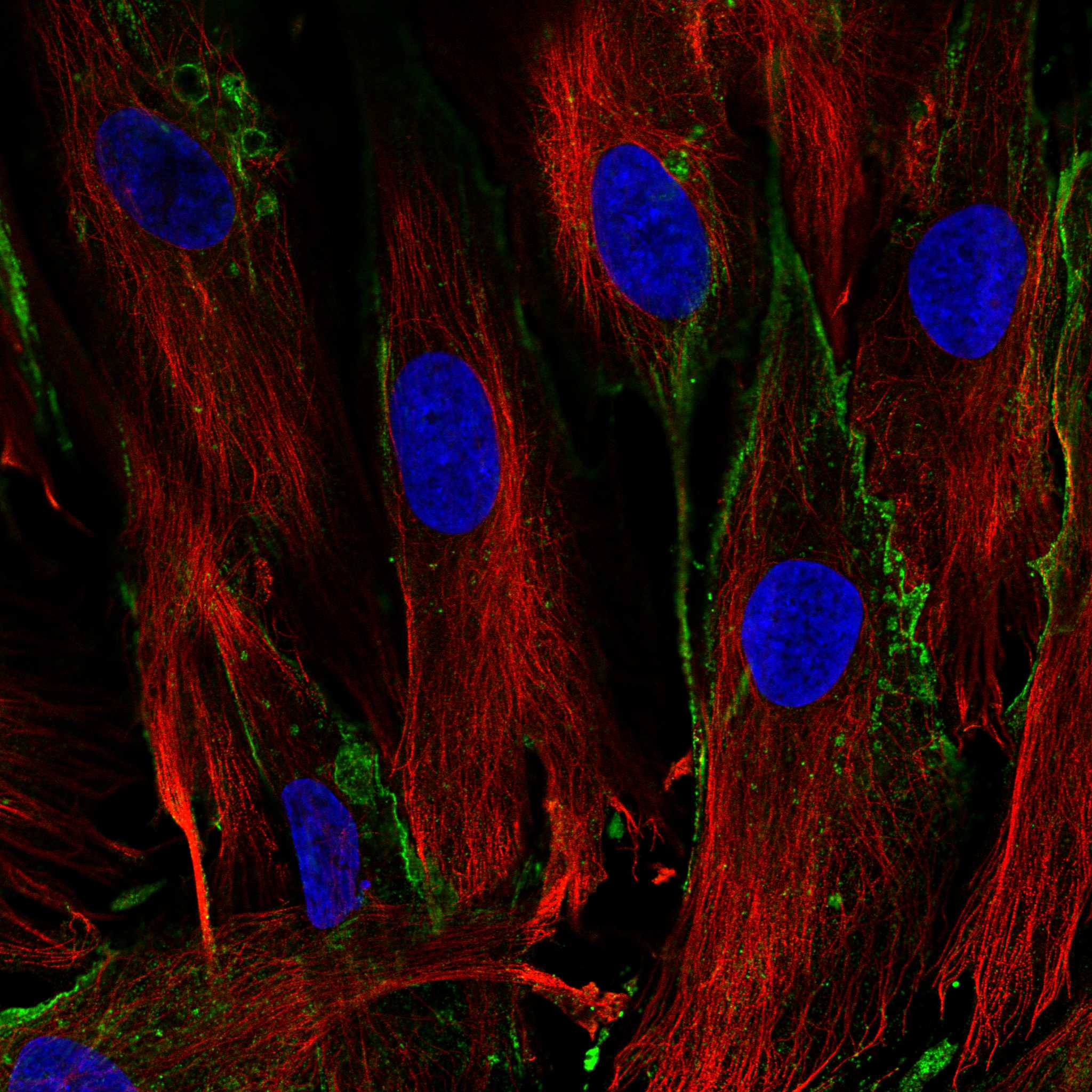 PXDC1 fluorescence