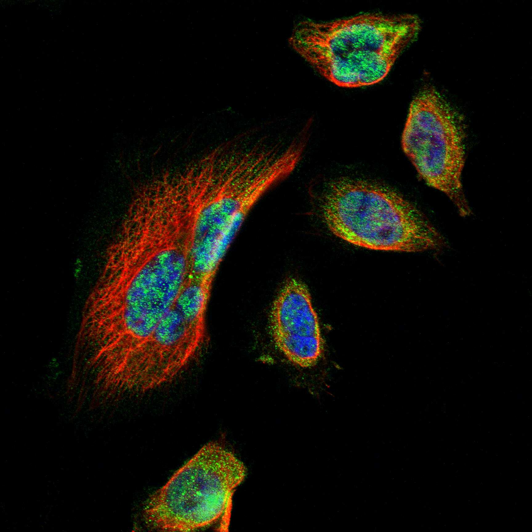 QSOX2 fluorescence