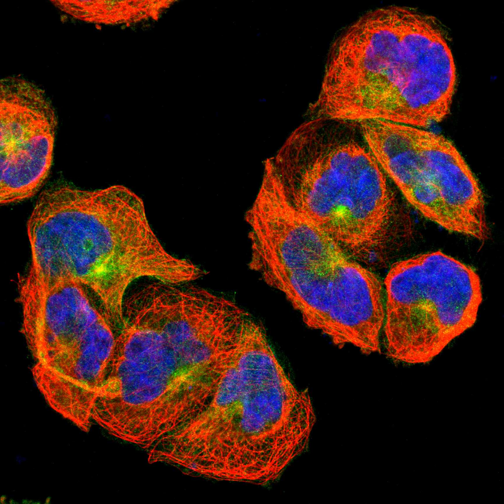 RAB13 fluorescence