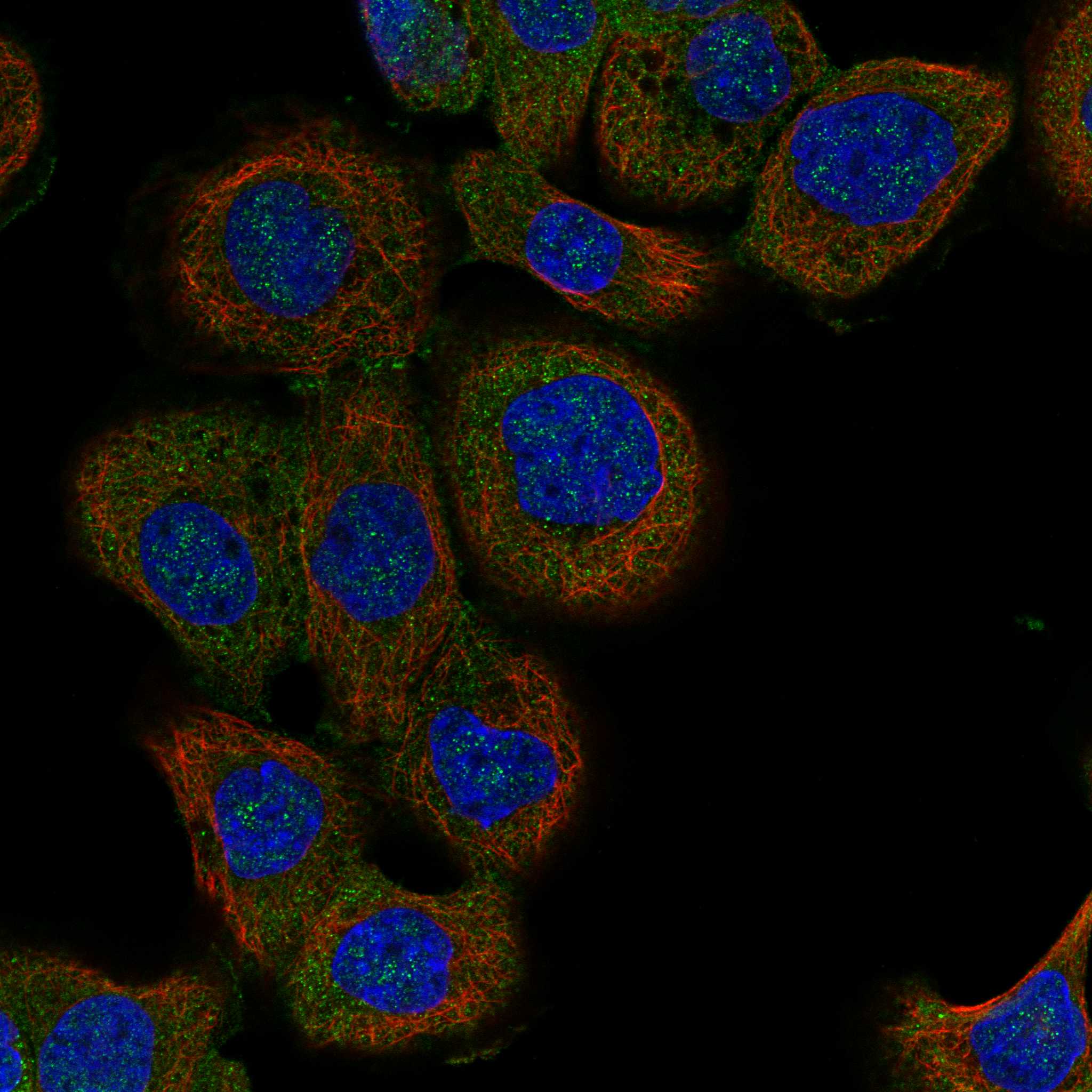 RAB23 fluorescence
