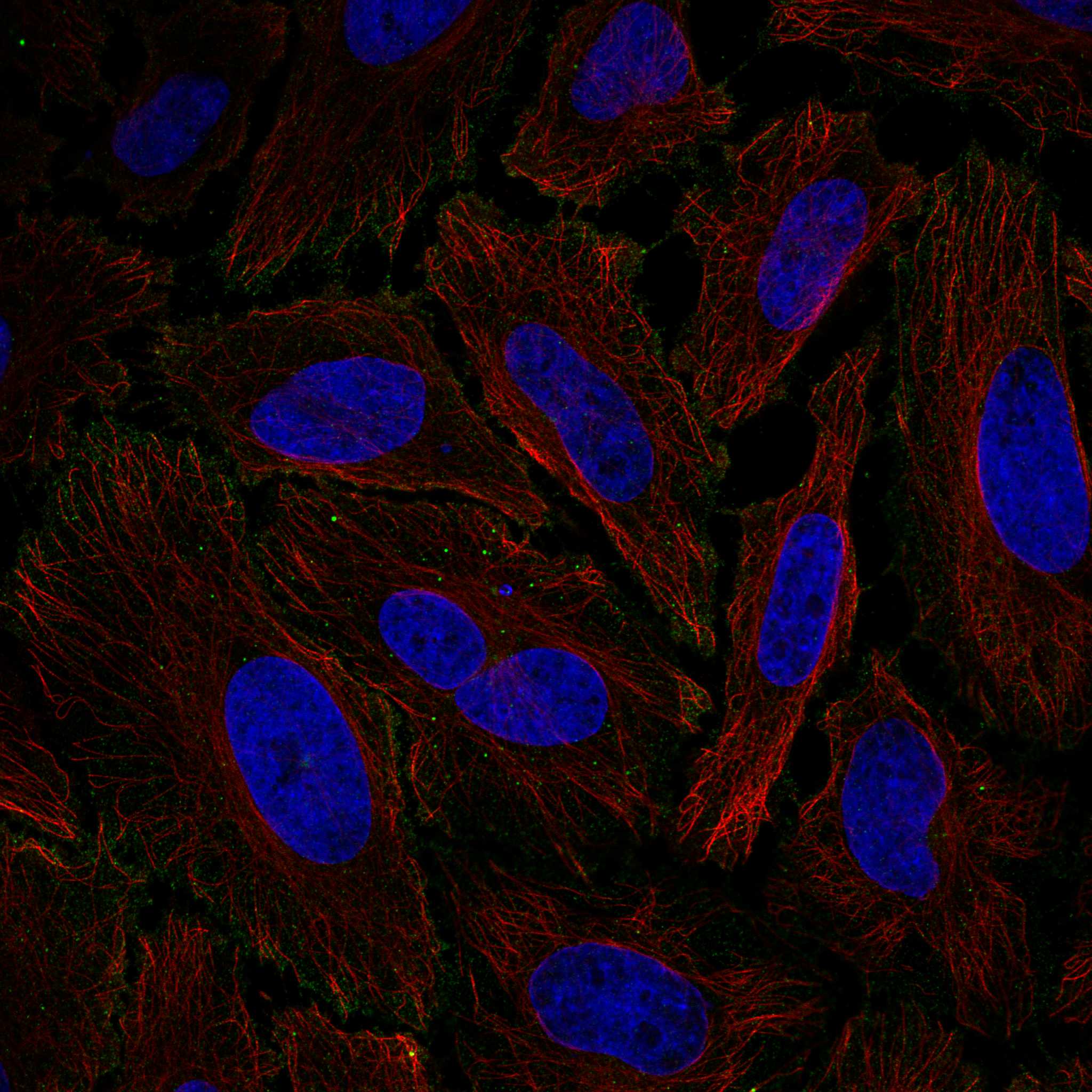 RAB26 fluorescence