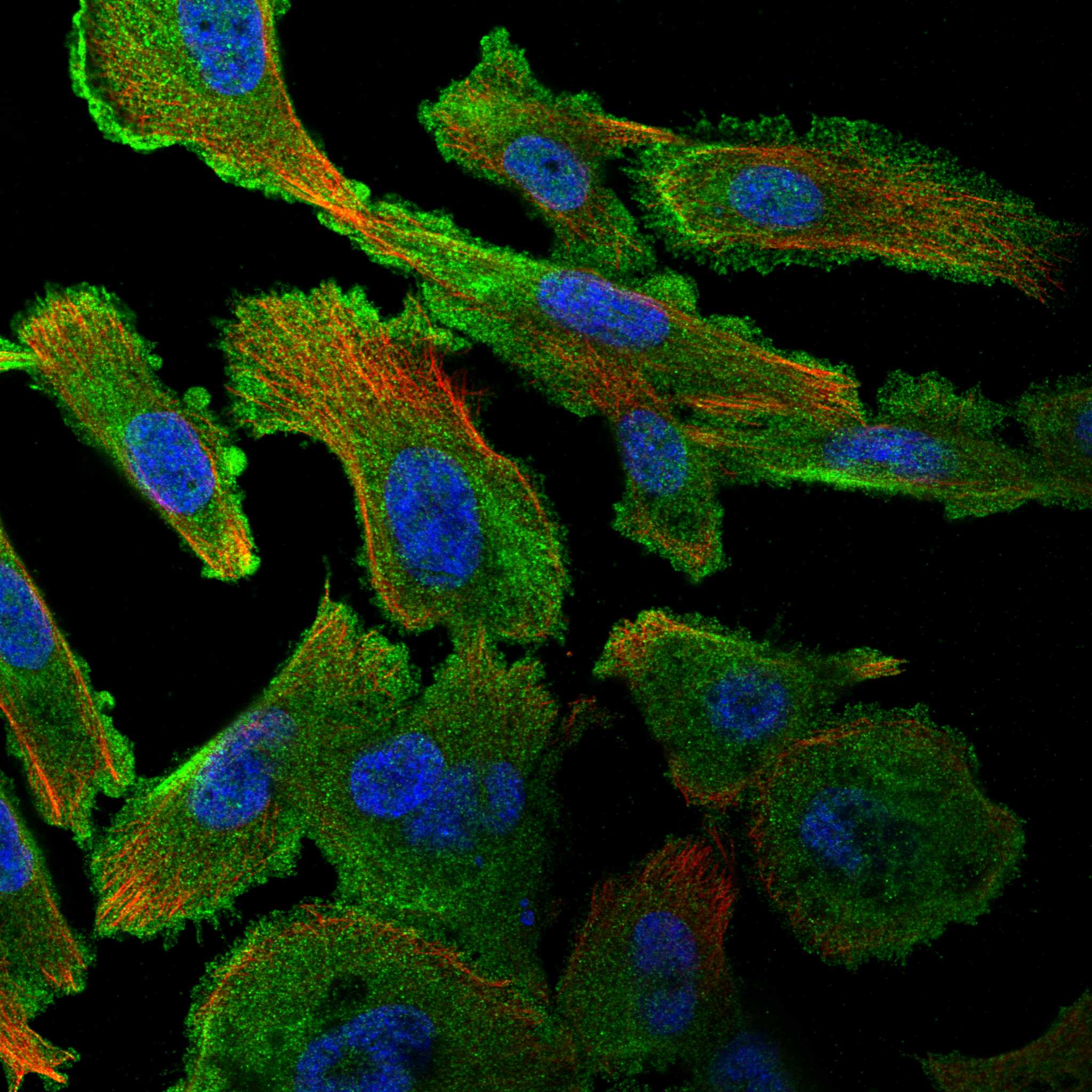 RAB43 fluorescence