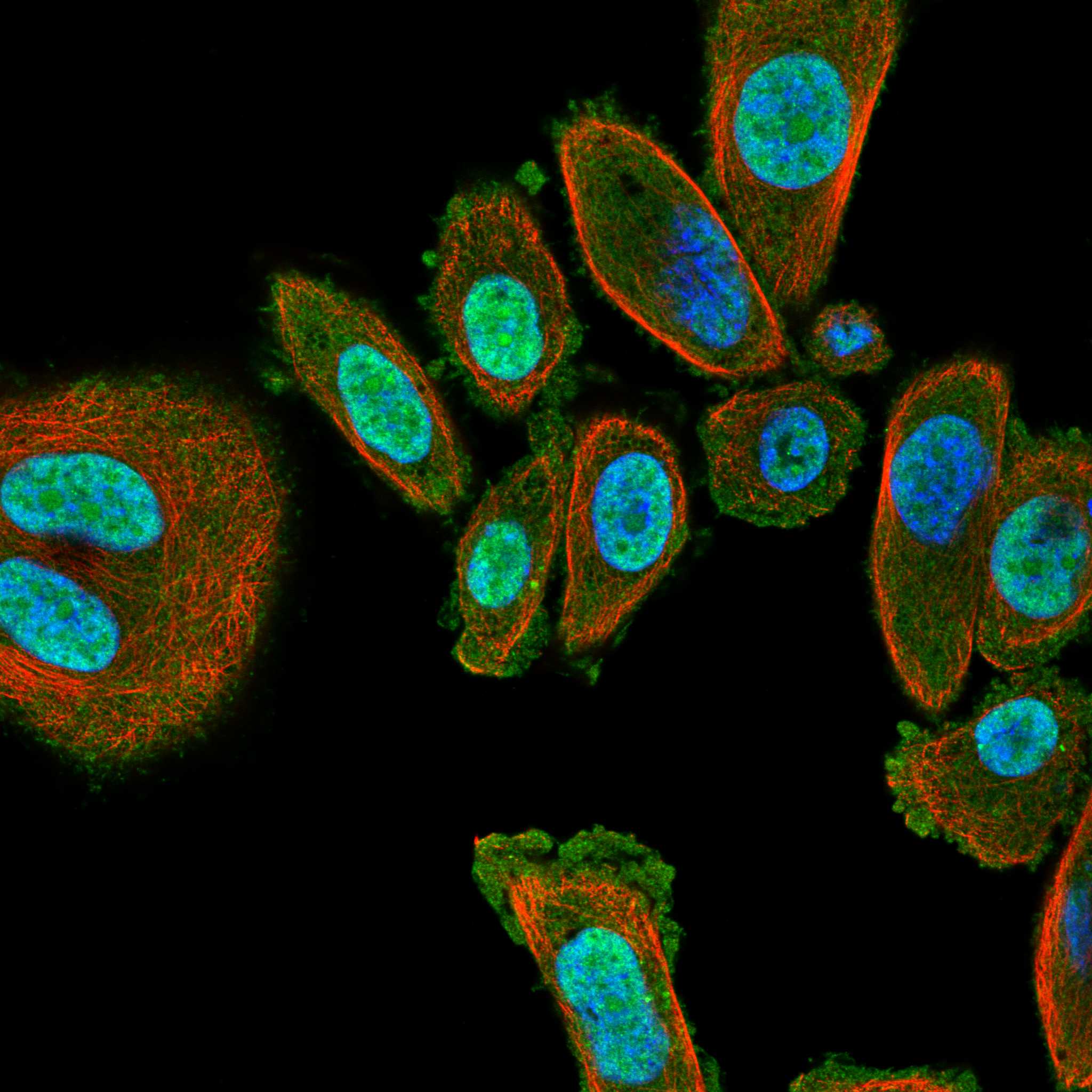 RAB8A fluorescence