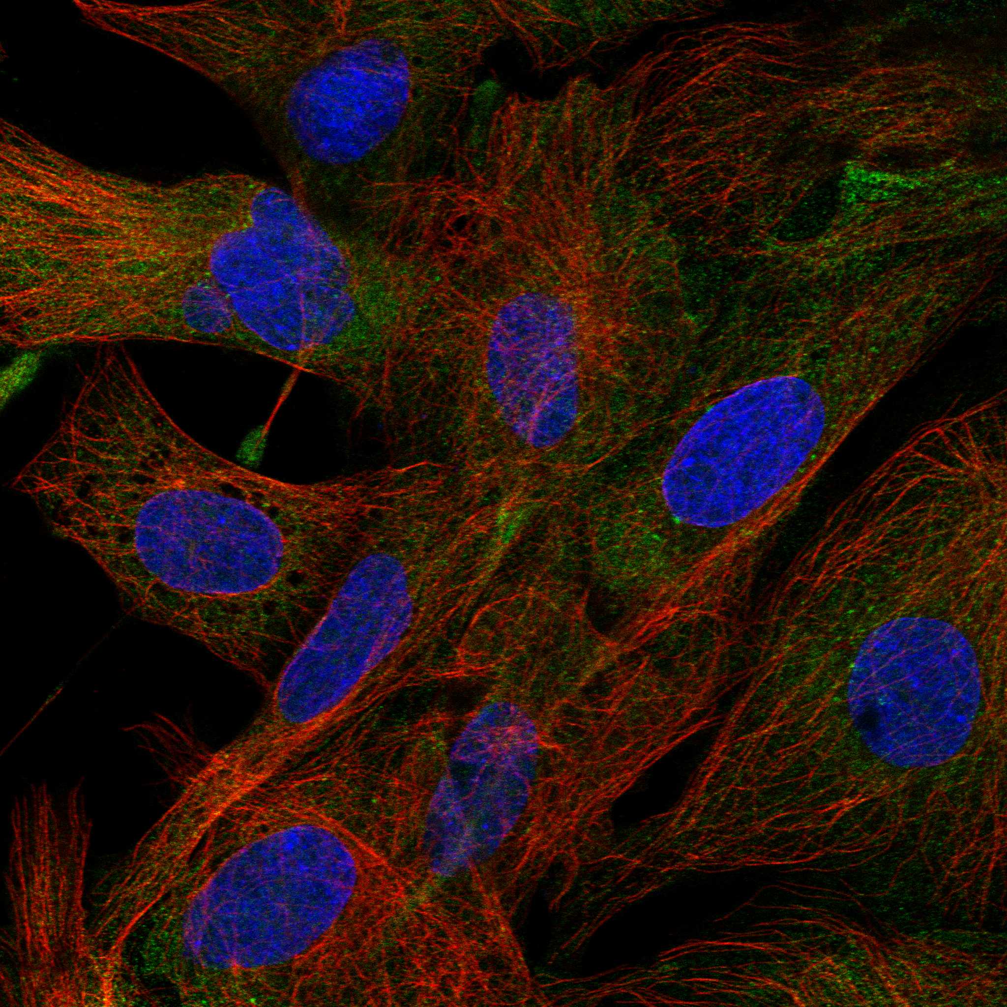 RAF1 fluorescence