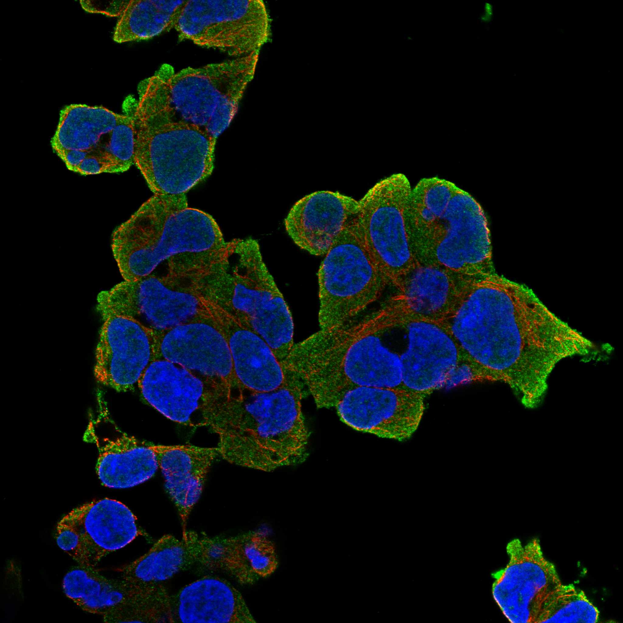 RAI2 fluorescence