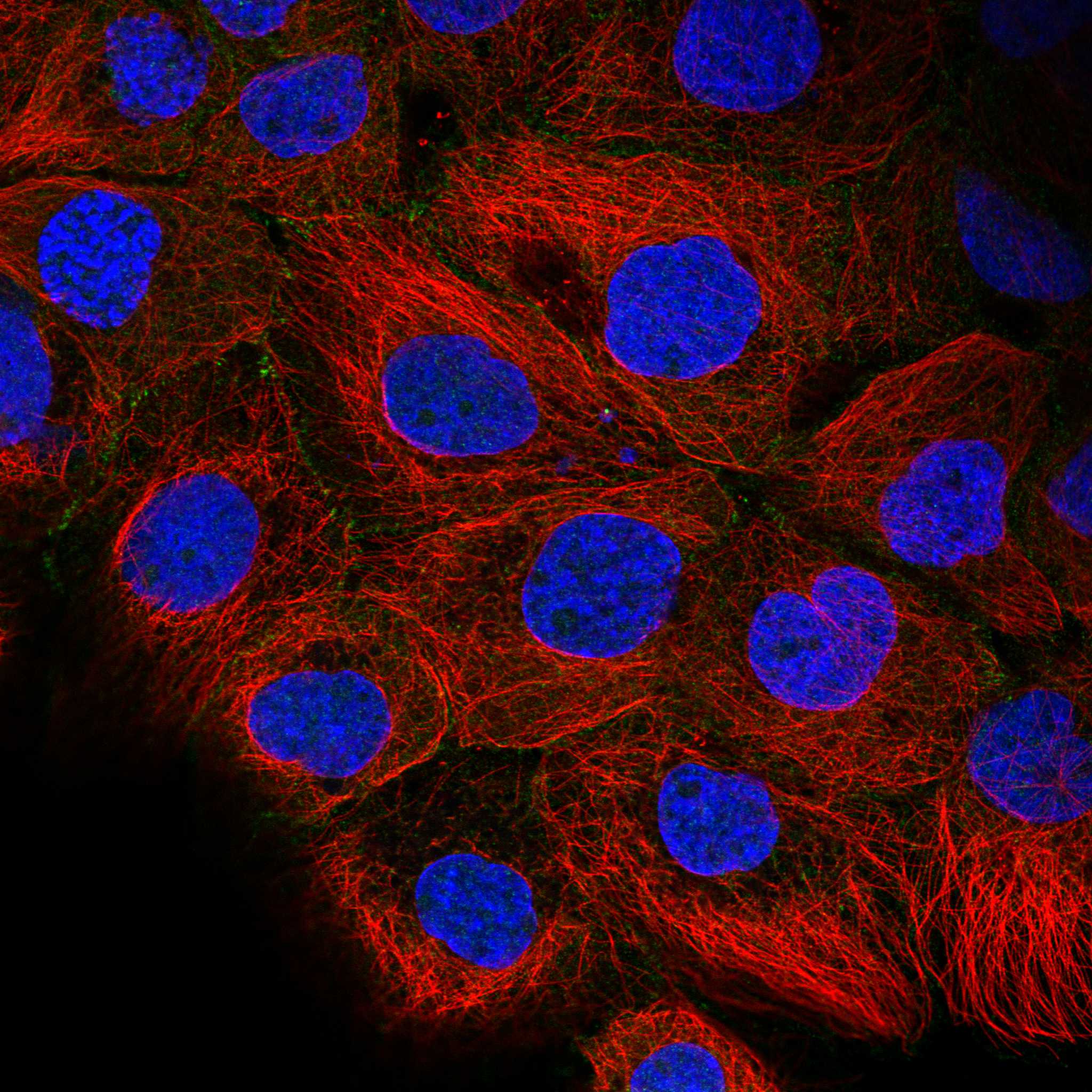 RALA fluorescence
