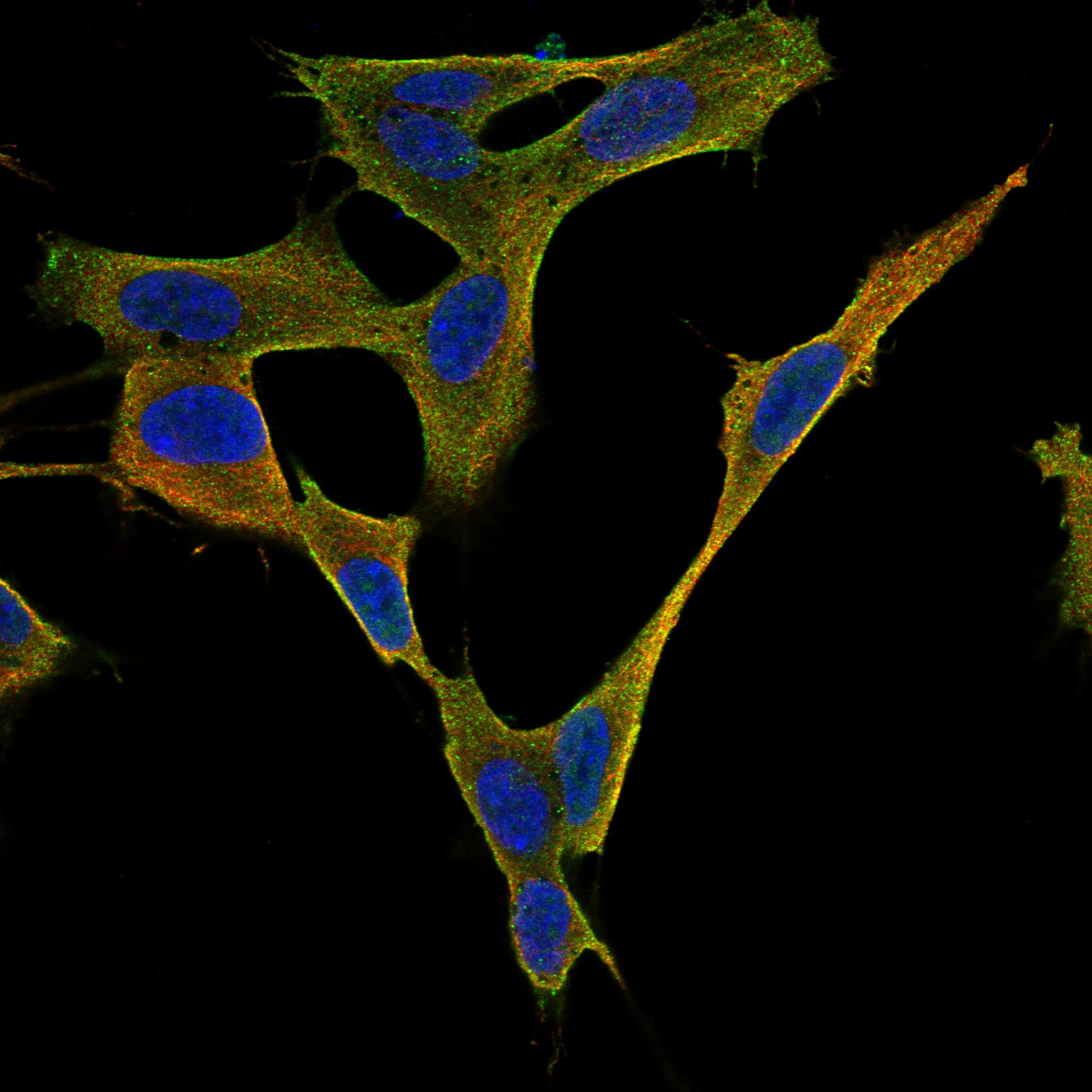 RAMP3 fluorescence