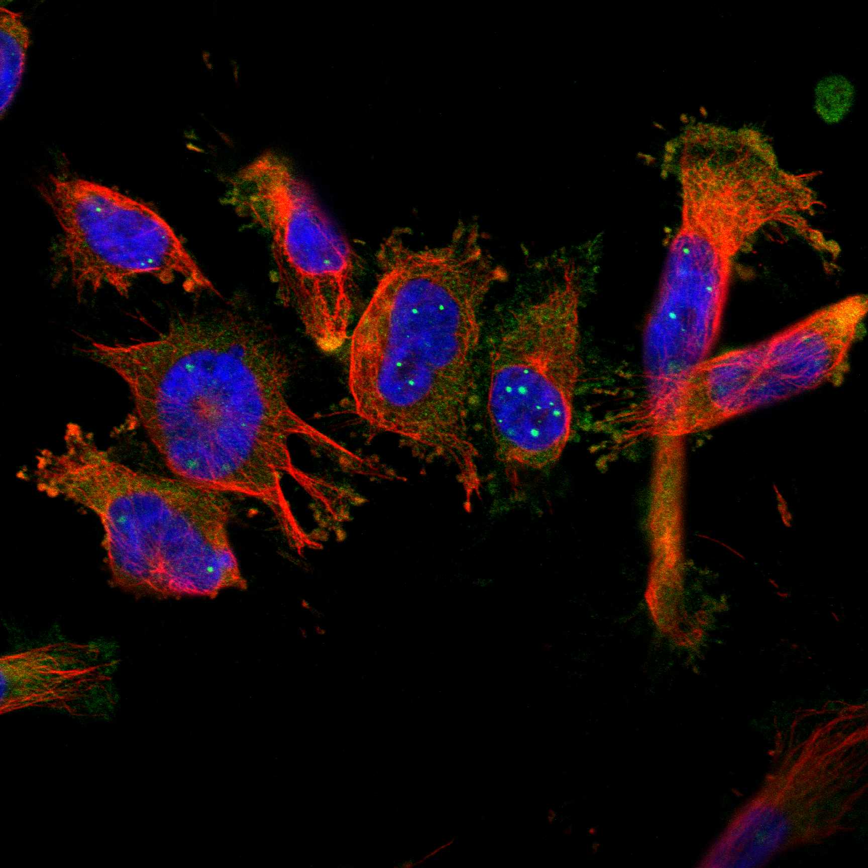 RAPH1 fluorescence