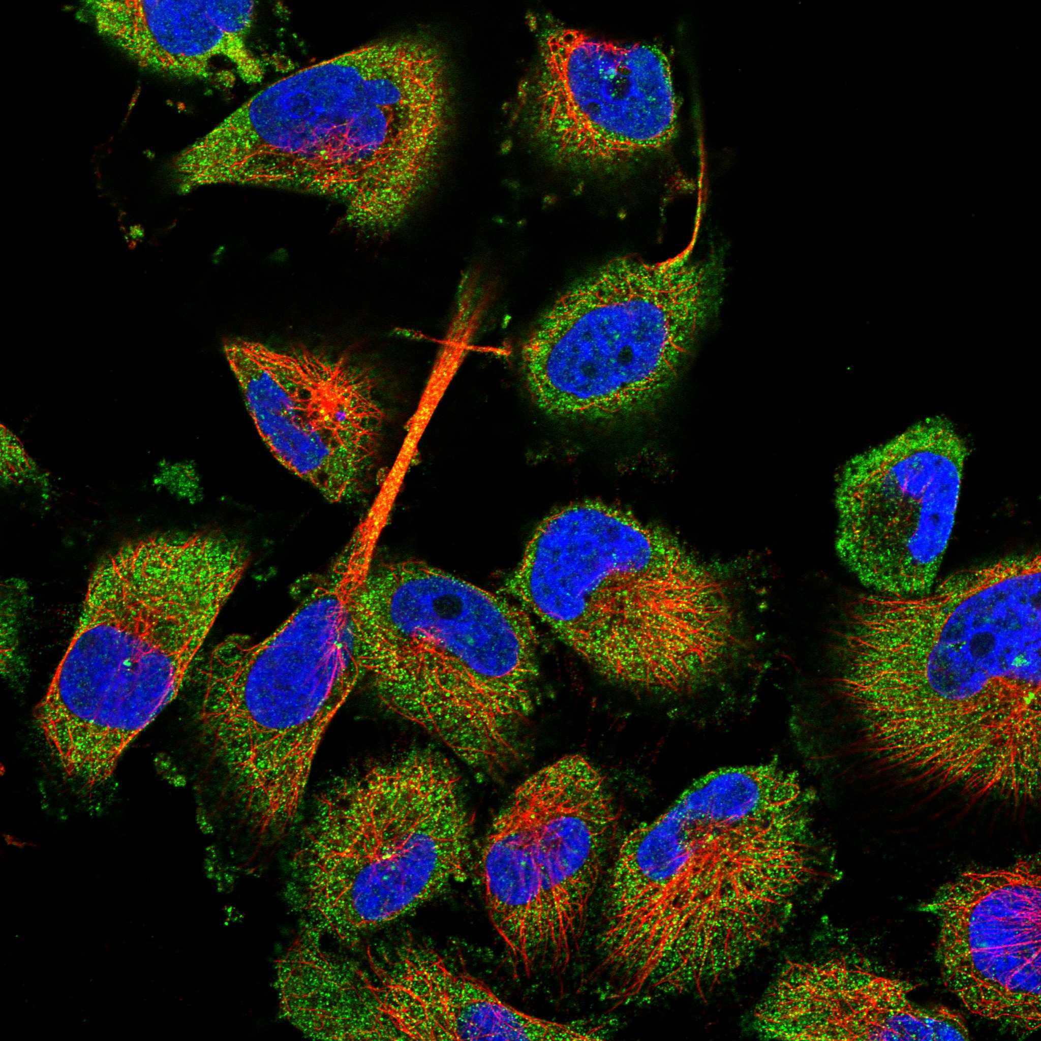 RAPSN fluorescence