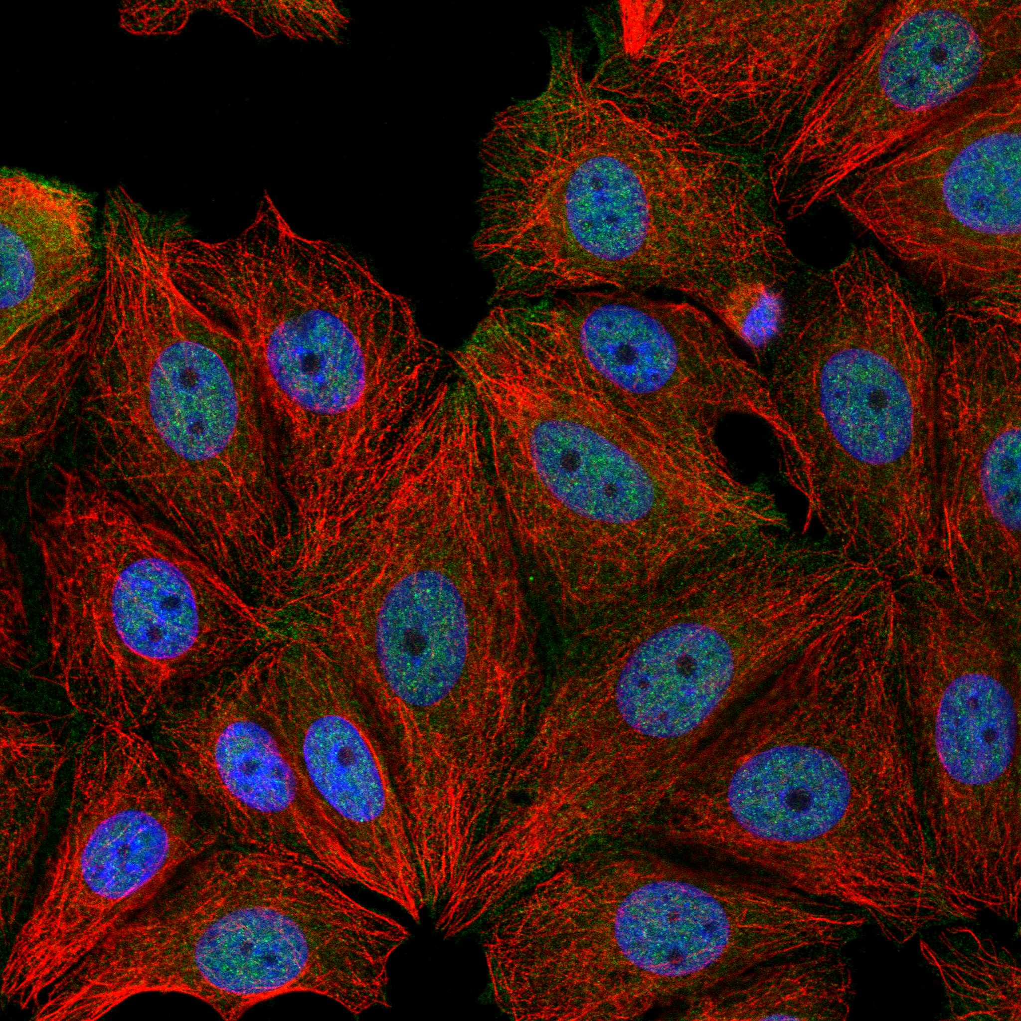 RASD1 fluorescence