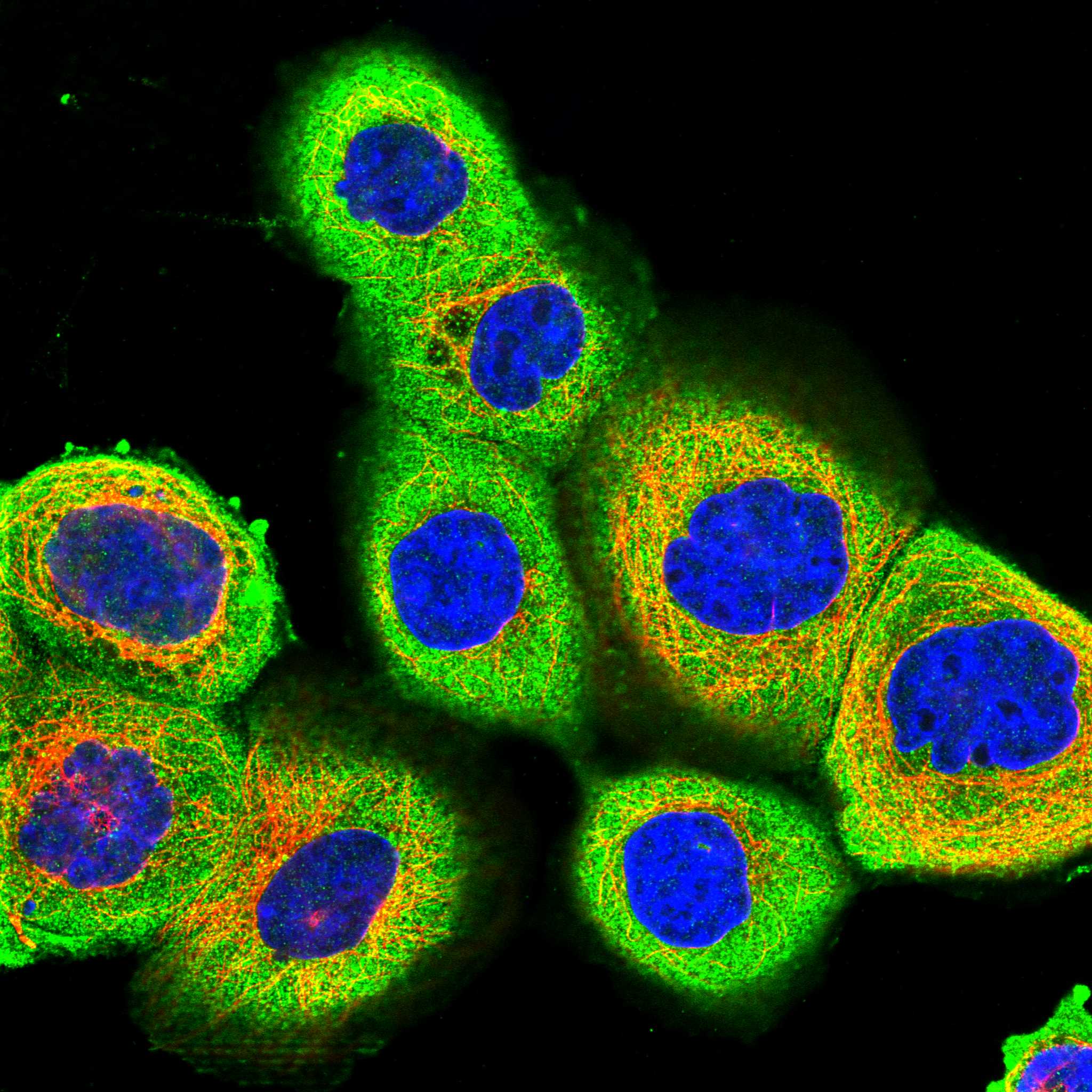 RCCD1 fluorescence