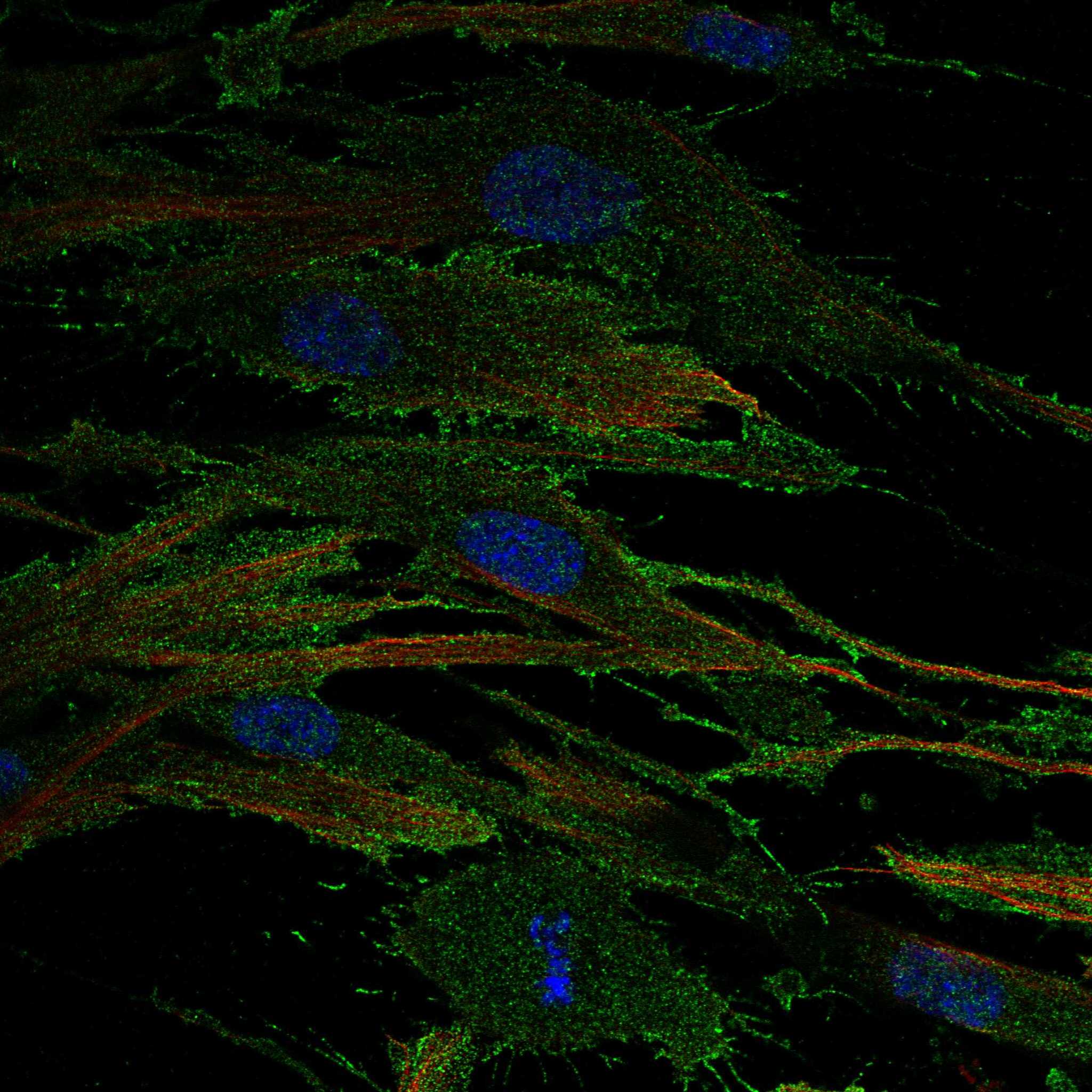 RECK fluorescence