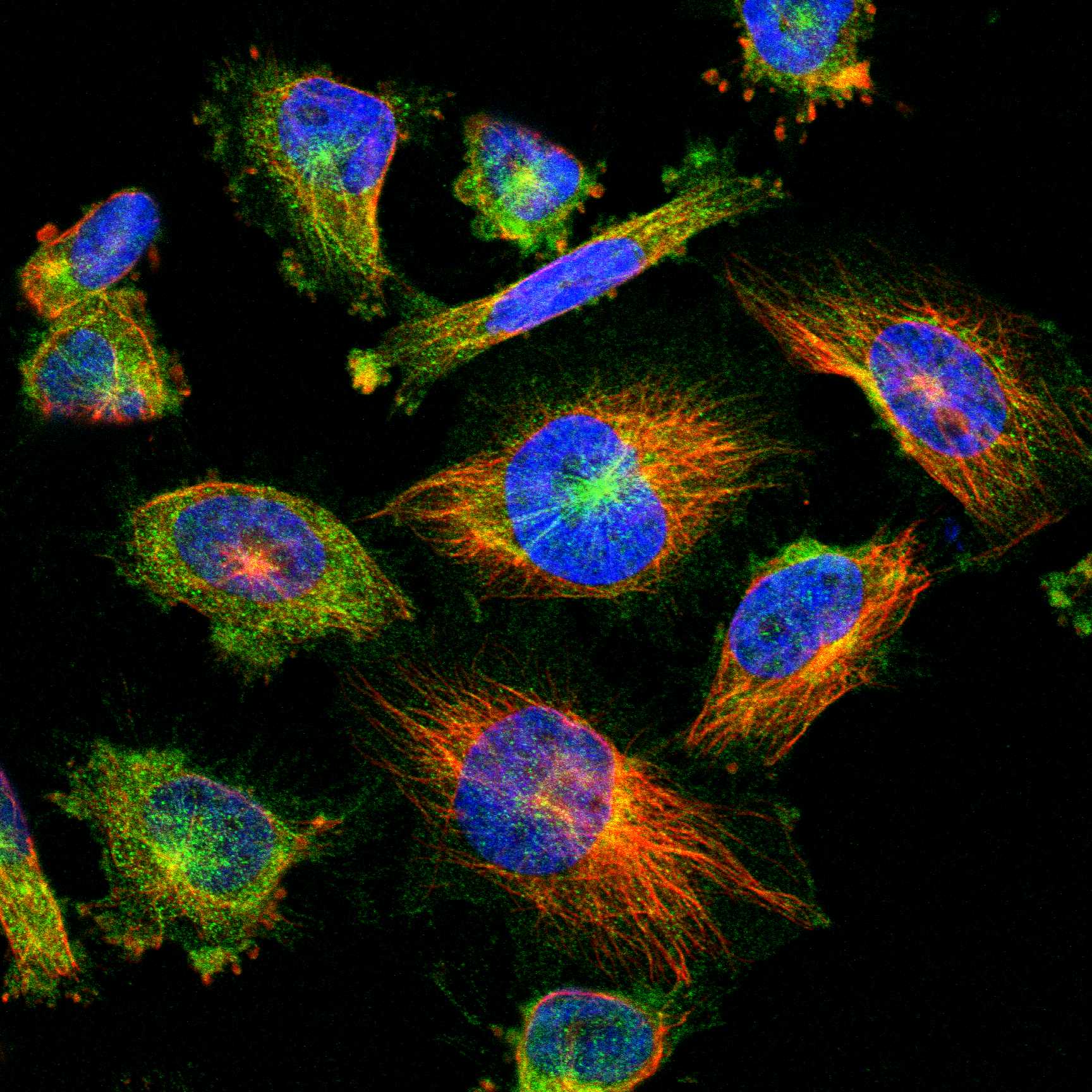 RELL1 fluorescence