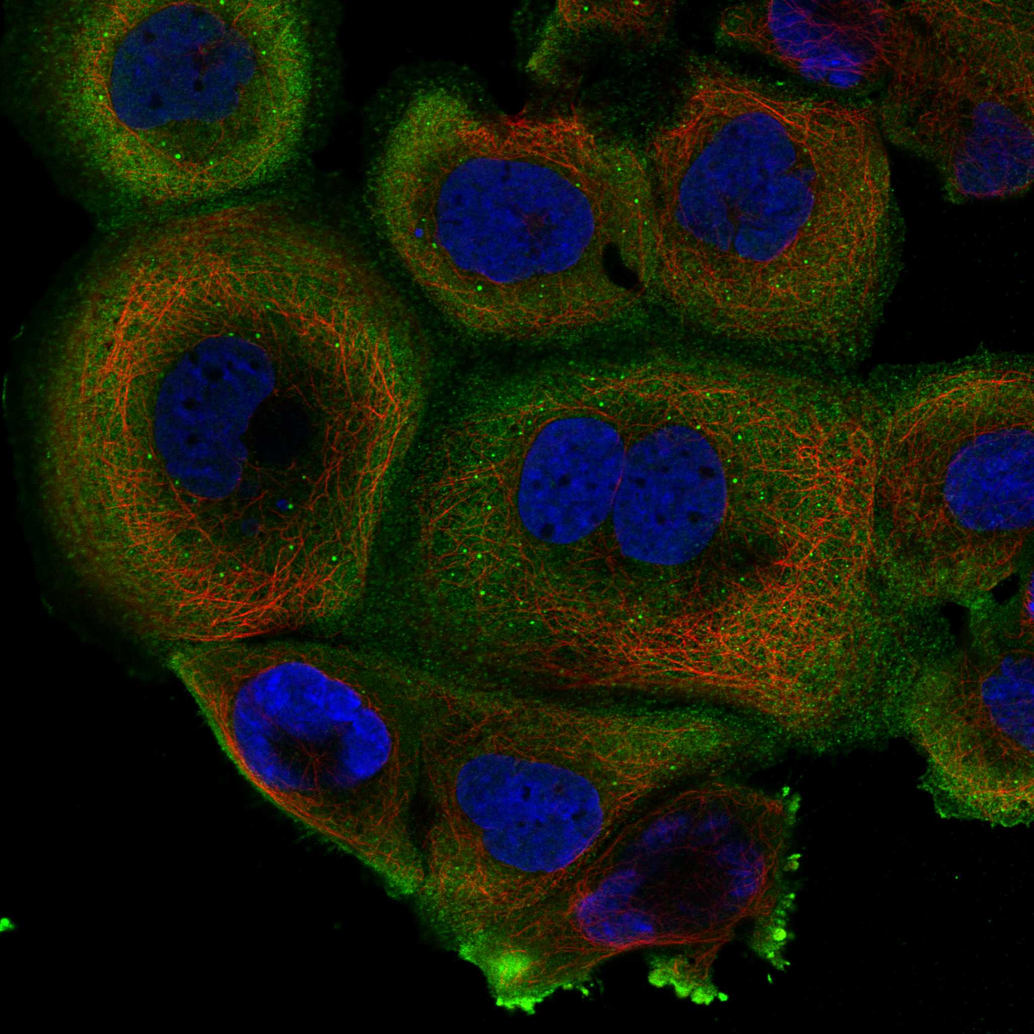 REPS1 fluorescence