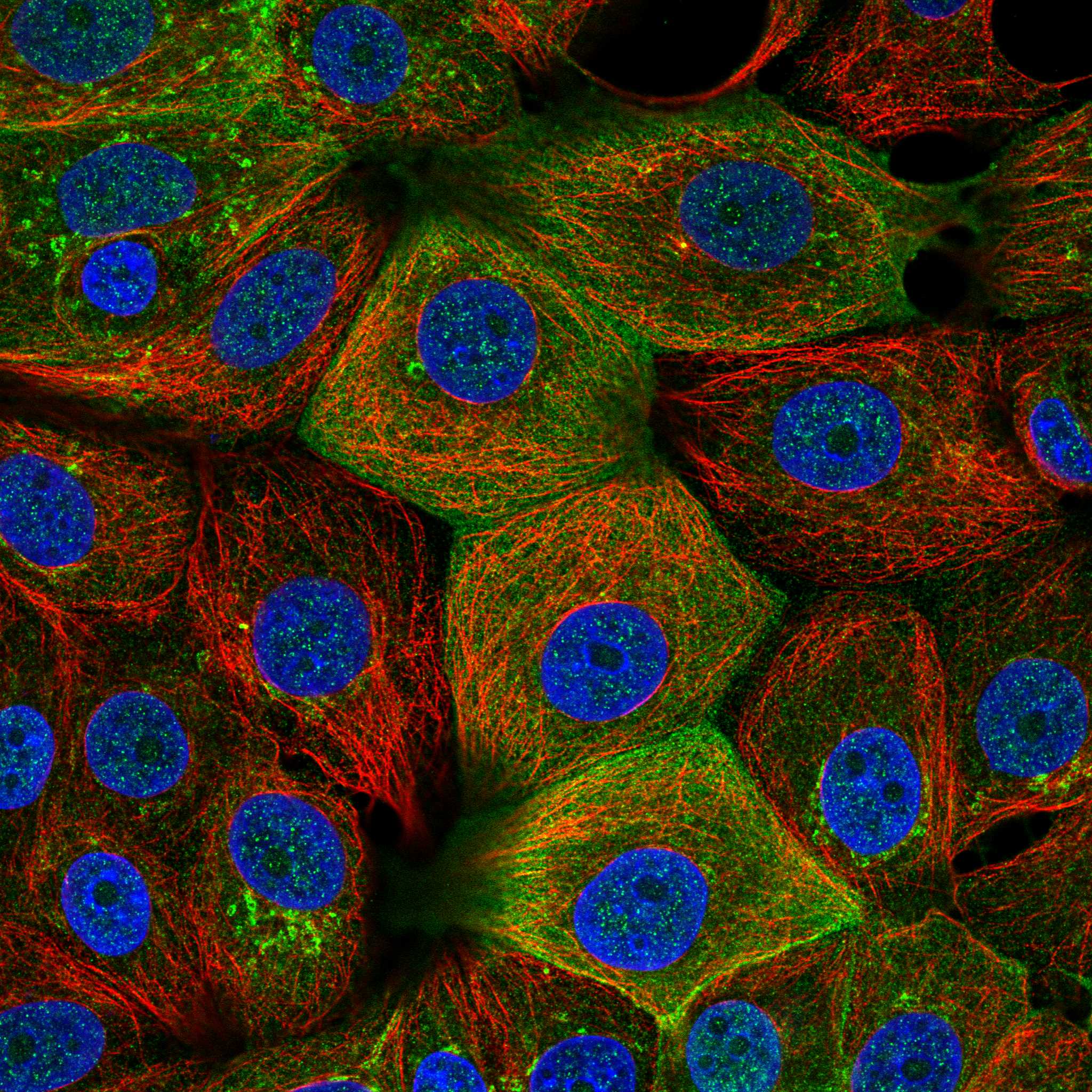 RET fluorescence