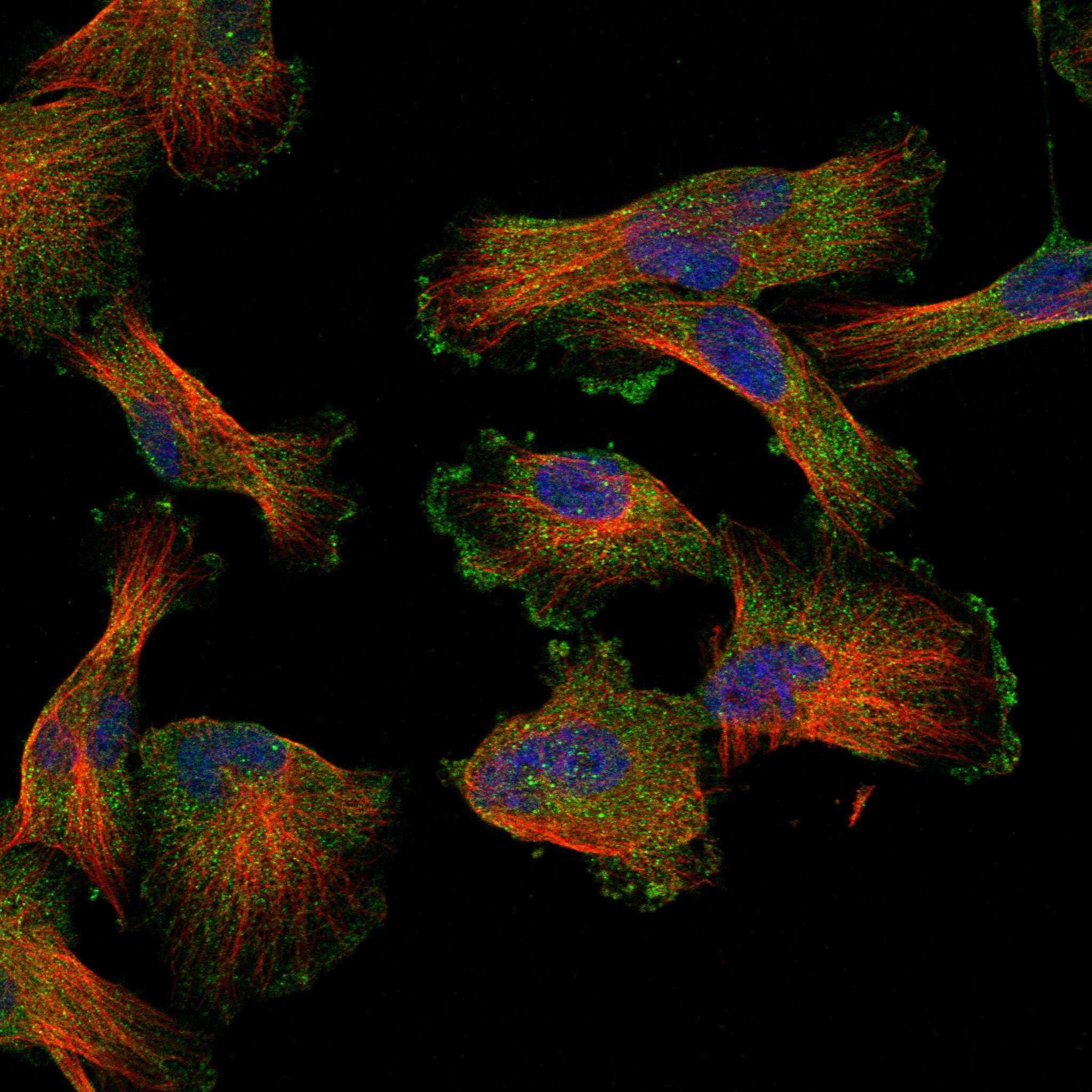 RFTN2 fluorescence
