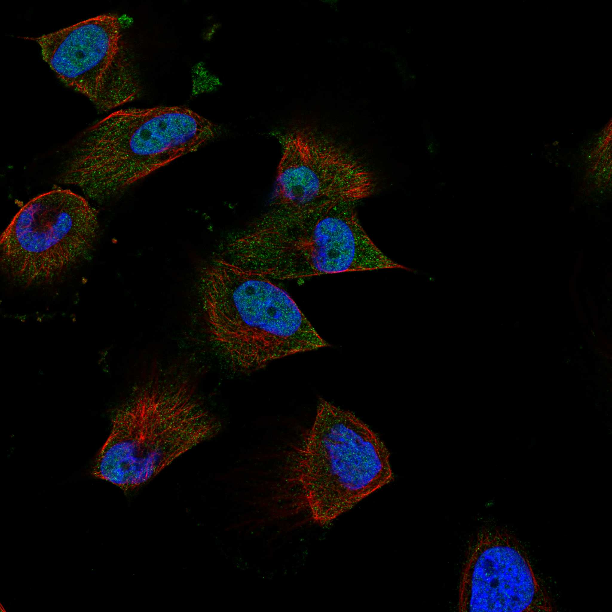 RGS14 fluorescence