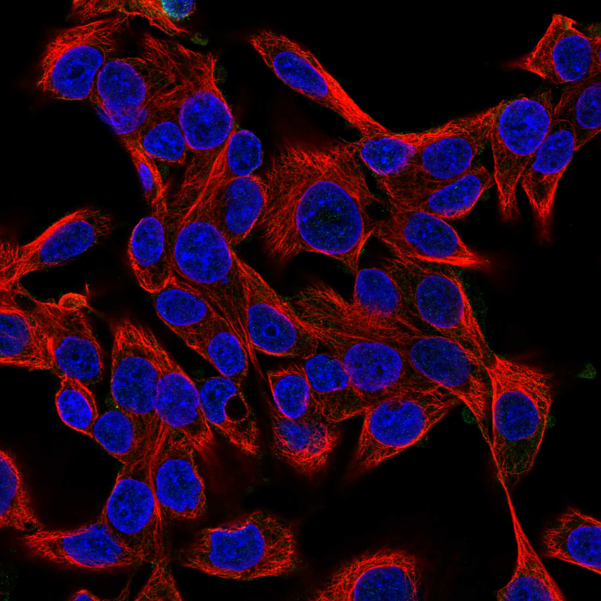 RGS3 fluorescence