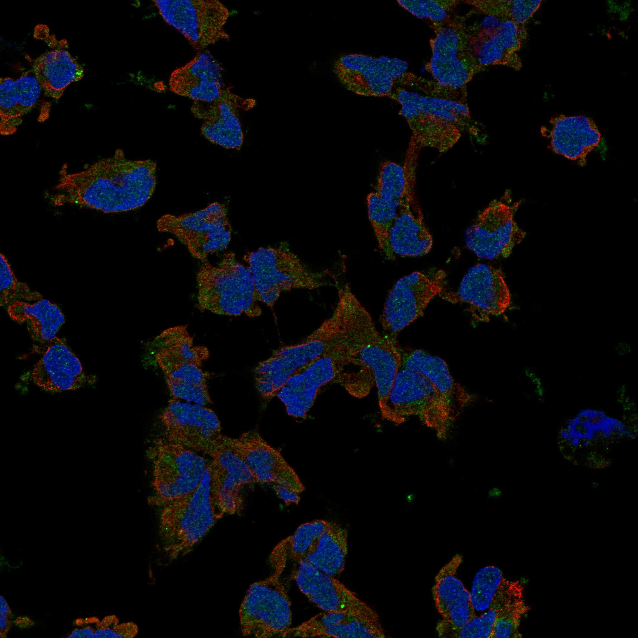 RGS8 fluorescence