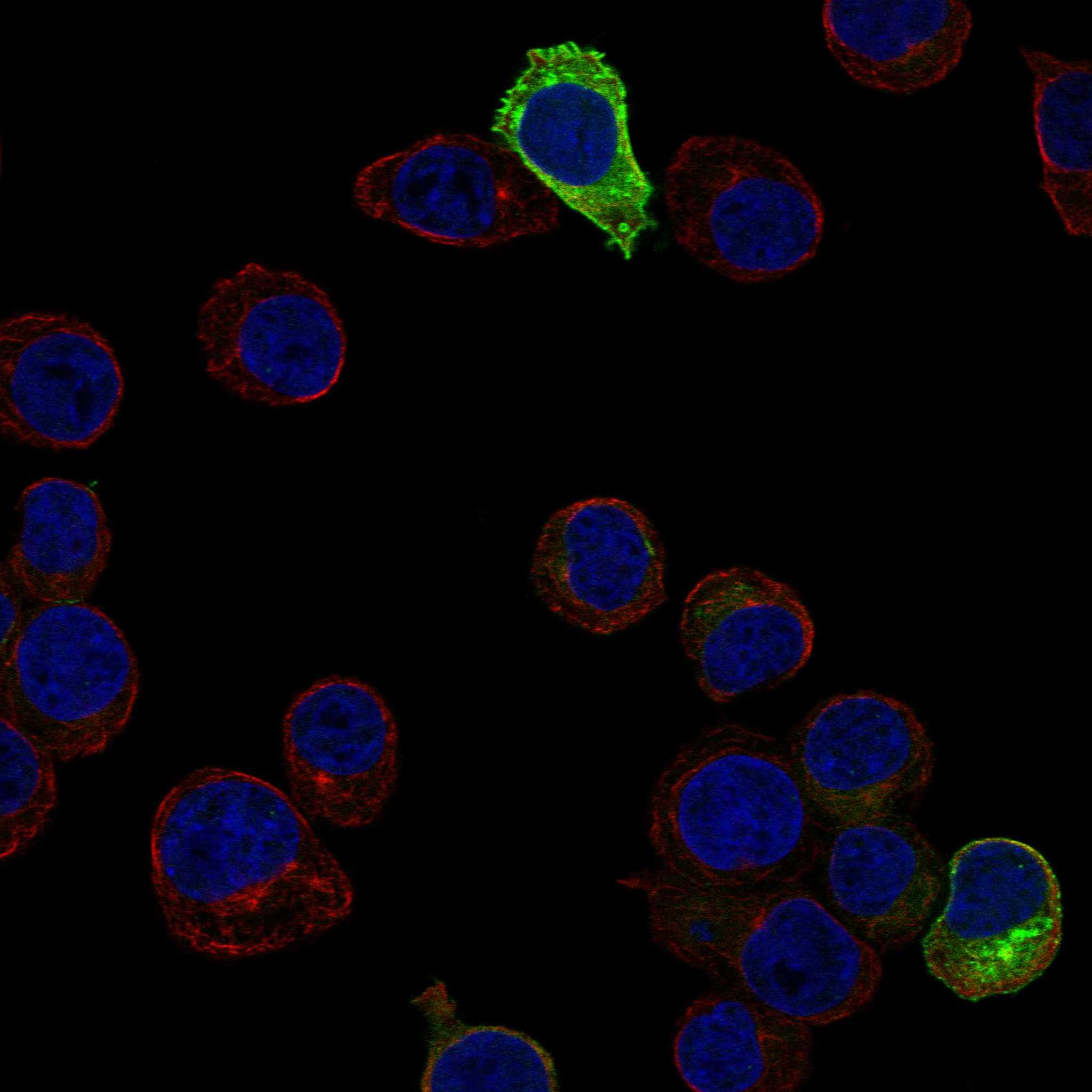 RHEX fluorescence