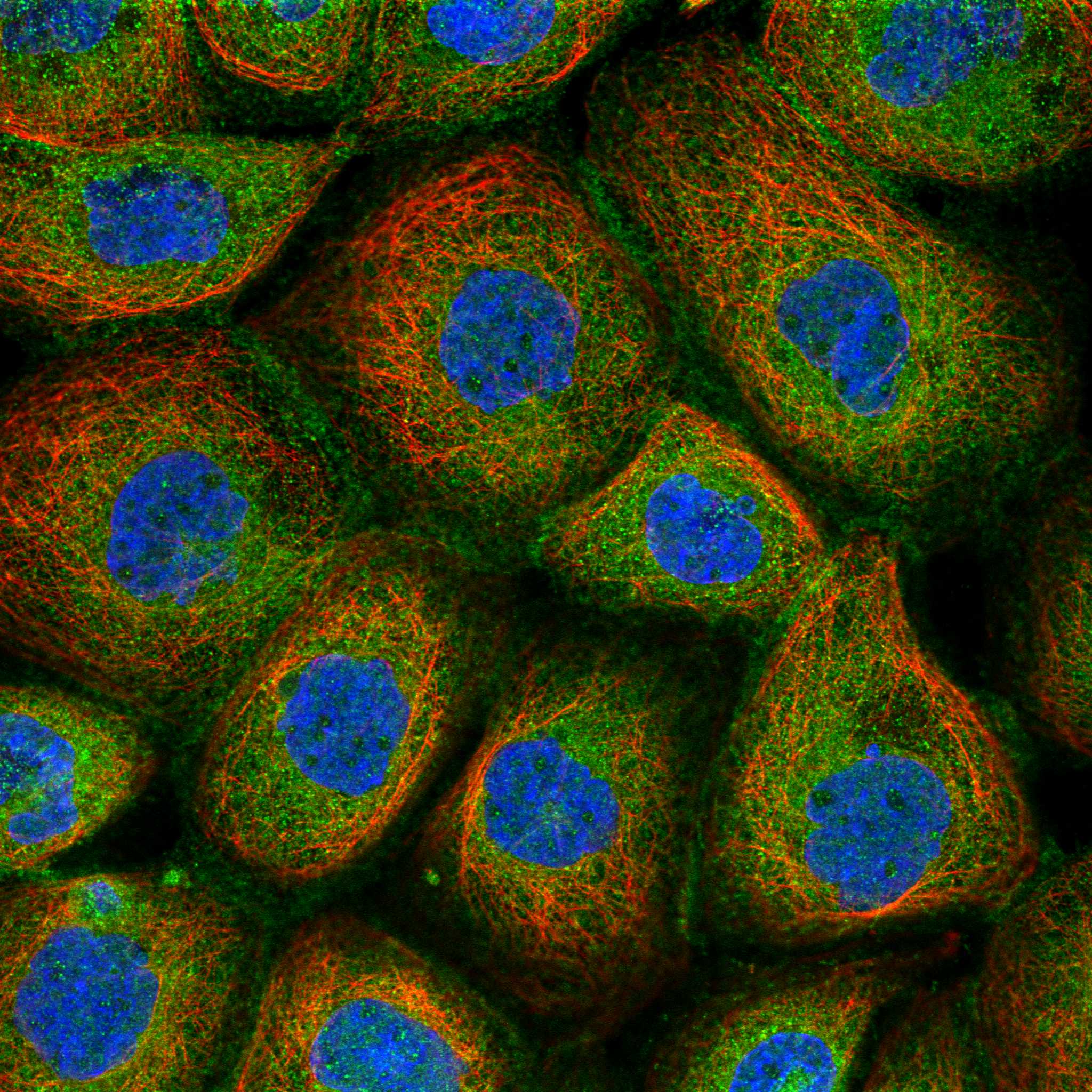 RHOA fluorescence