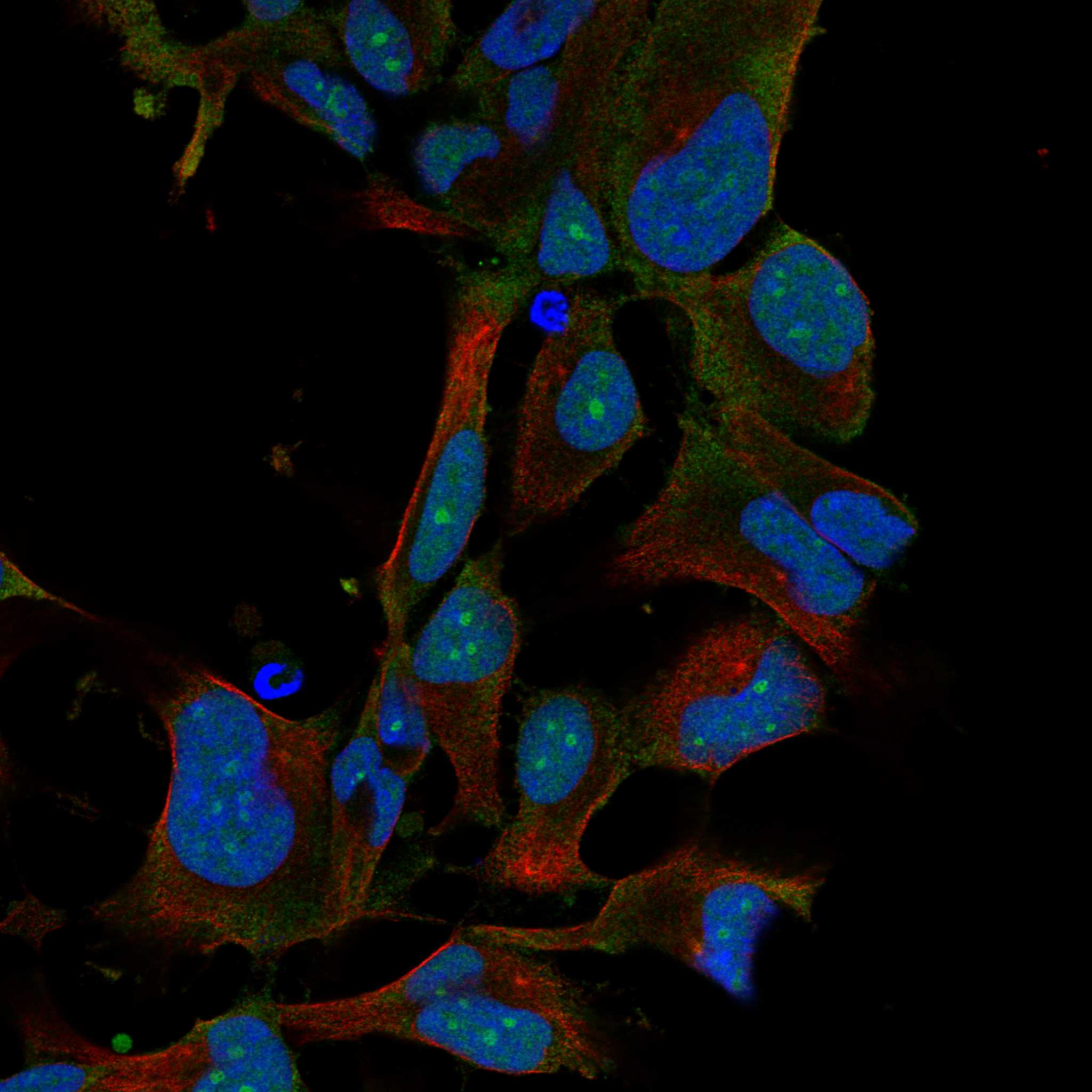 RHOJ fluorescence