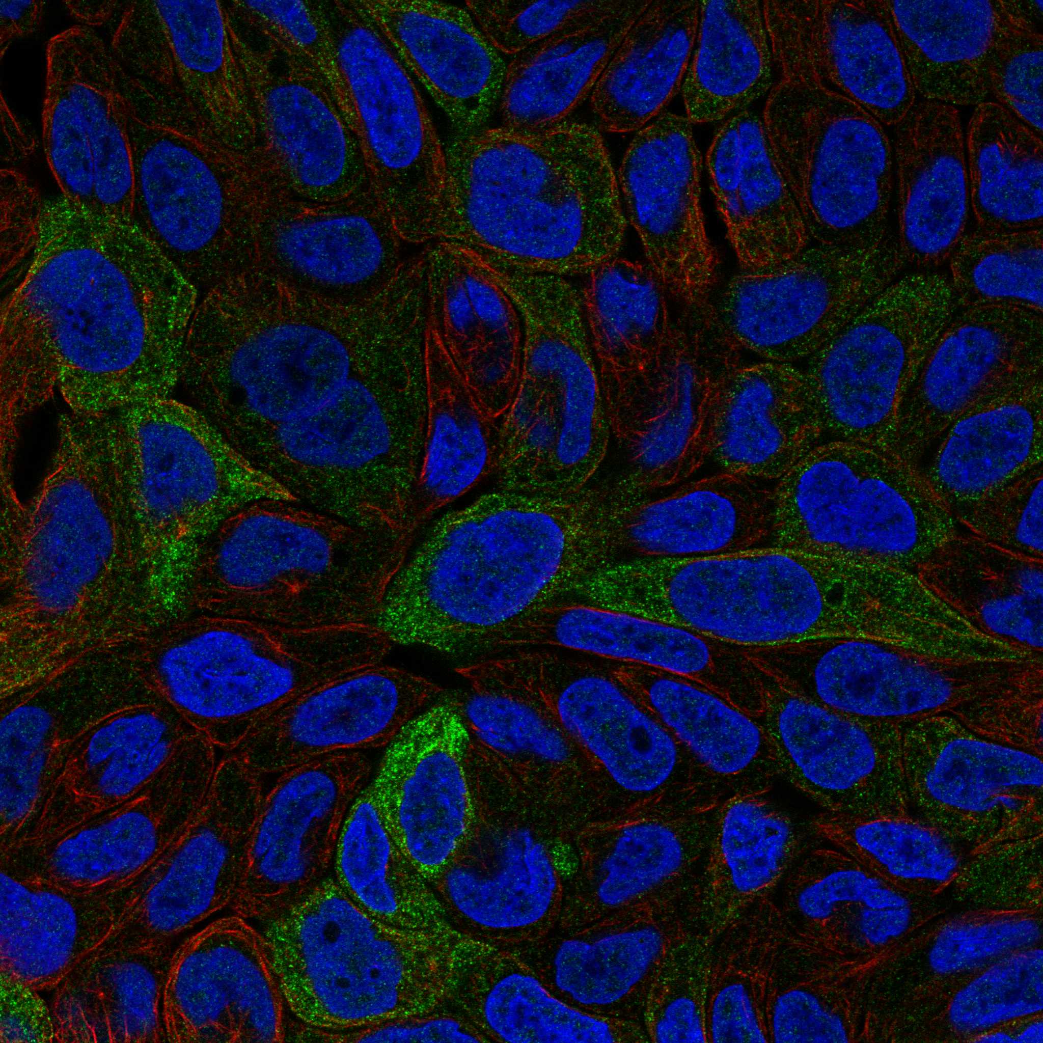 RIMS2 fluorescence