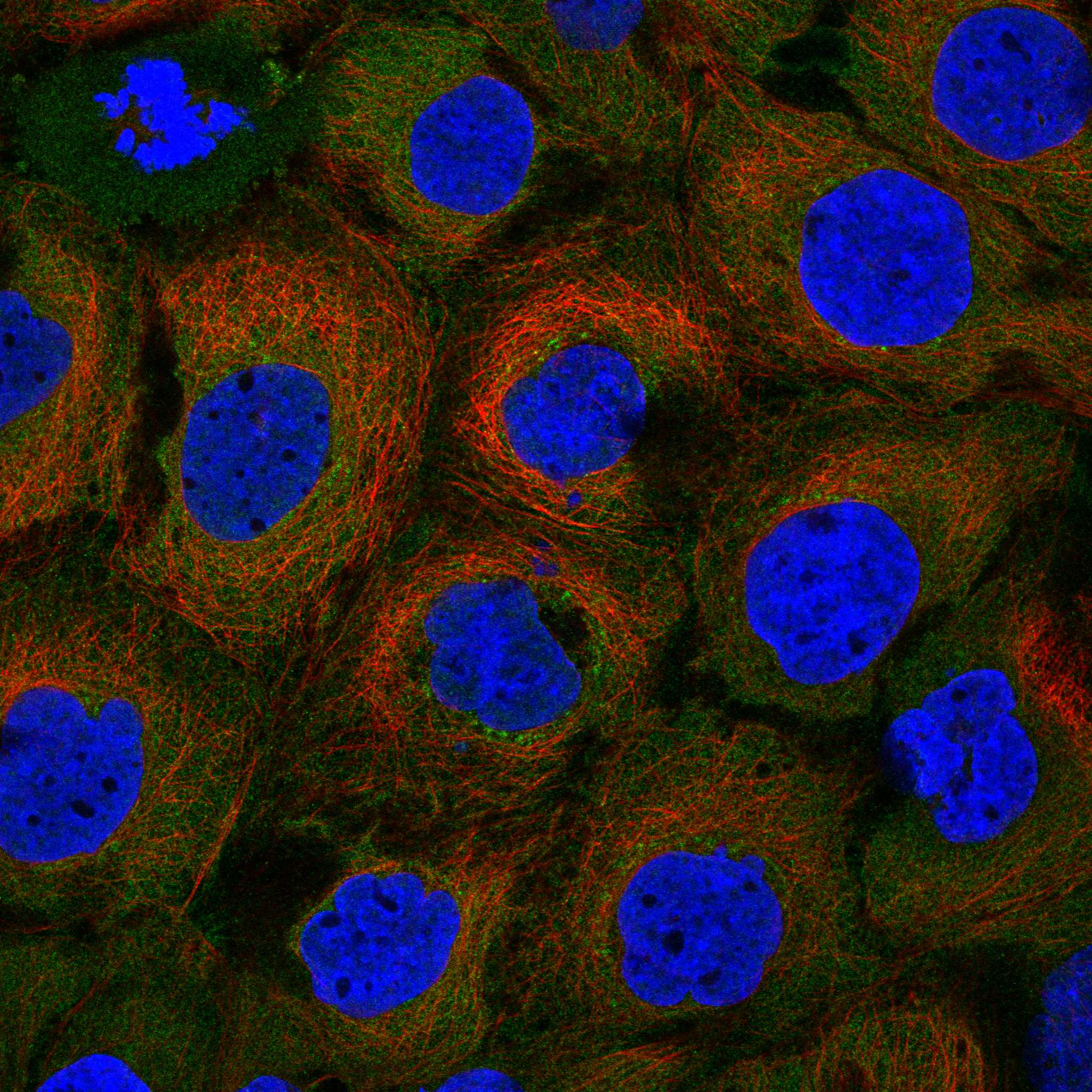 RIPK1 fluorescence