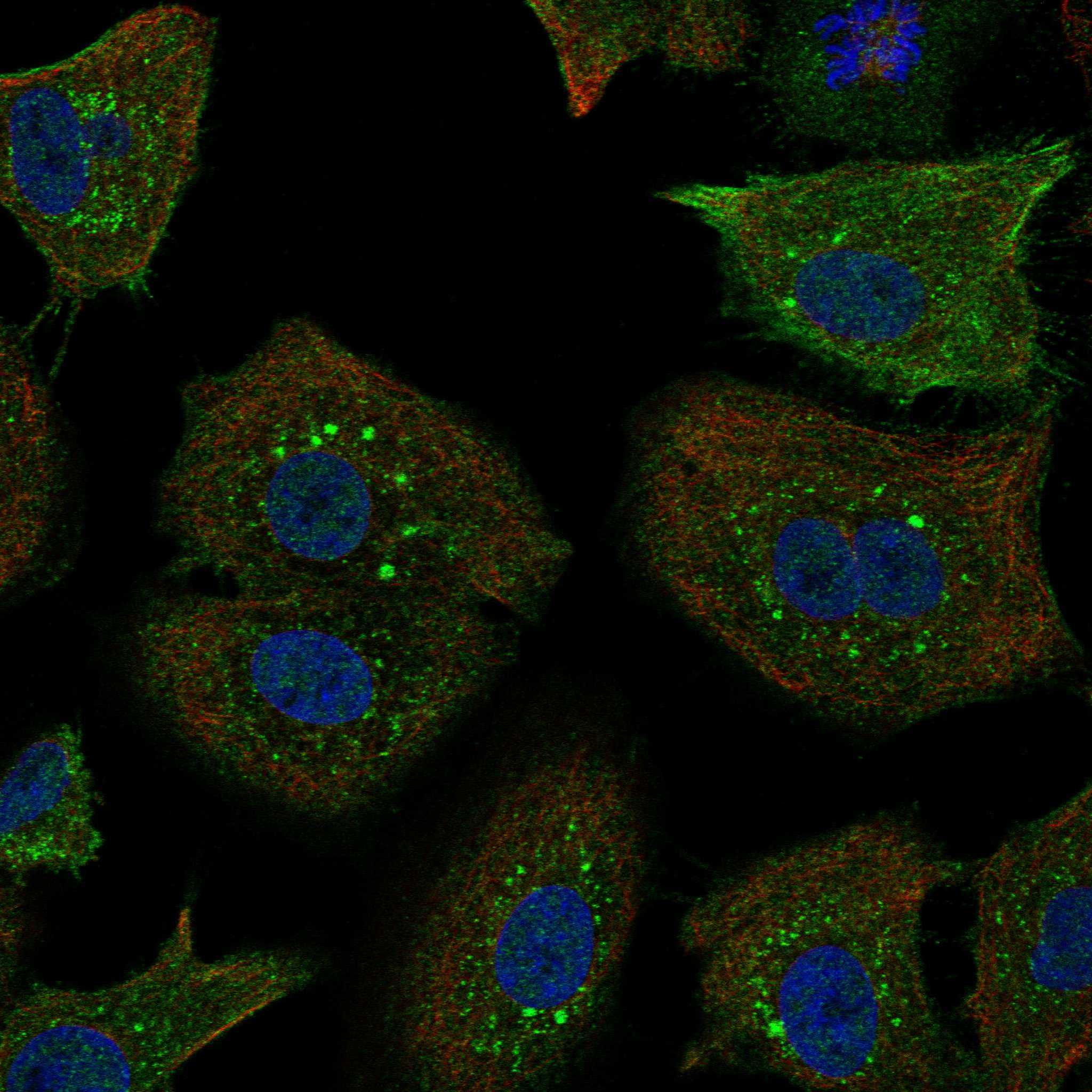 RND1 fluorescence