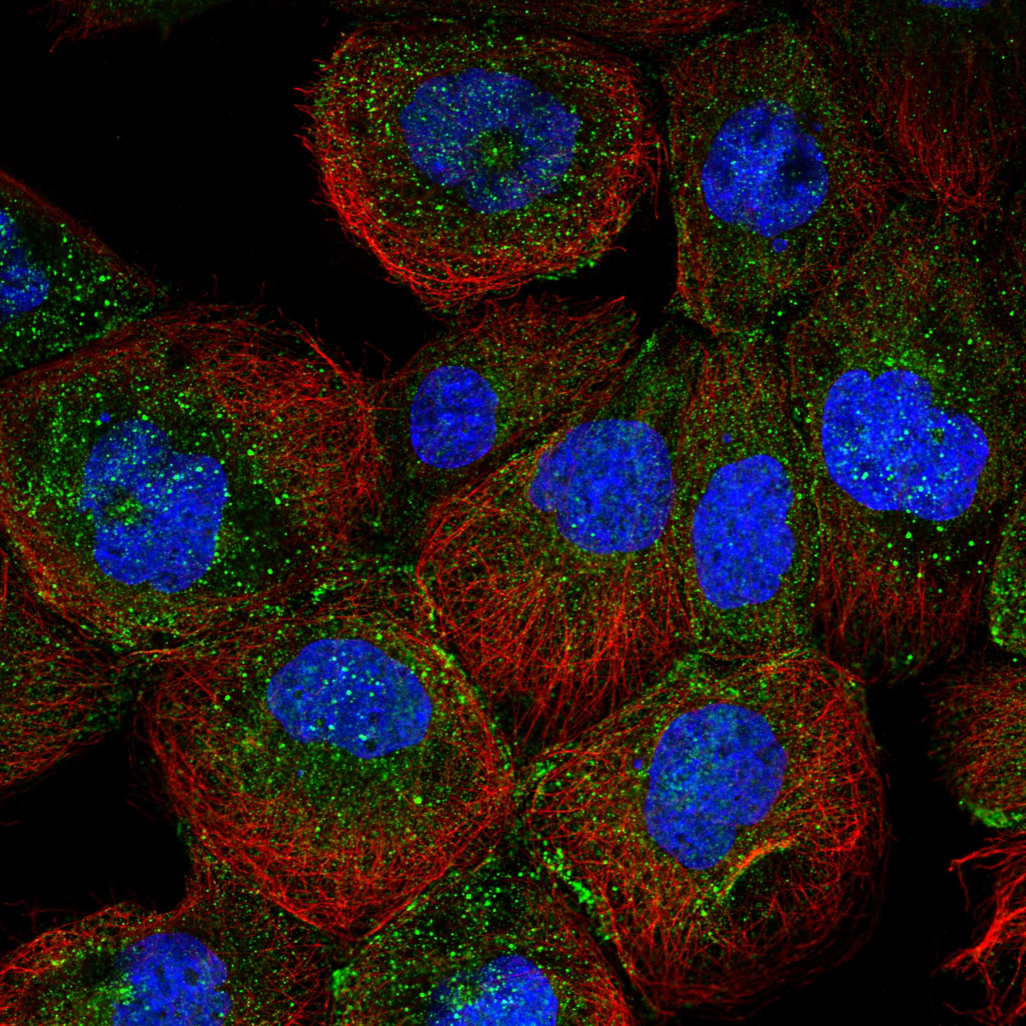 RNF39 fluorescence