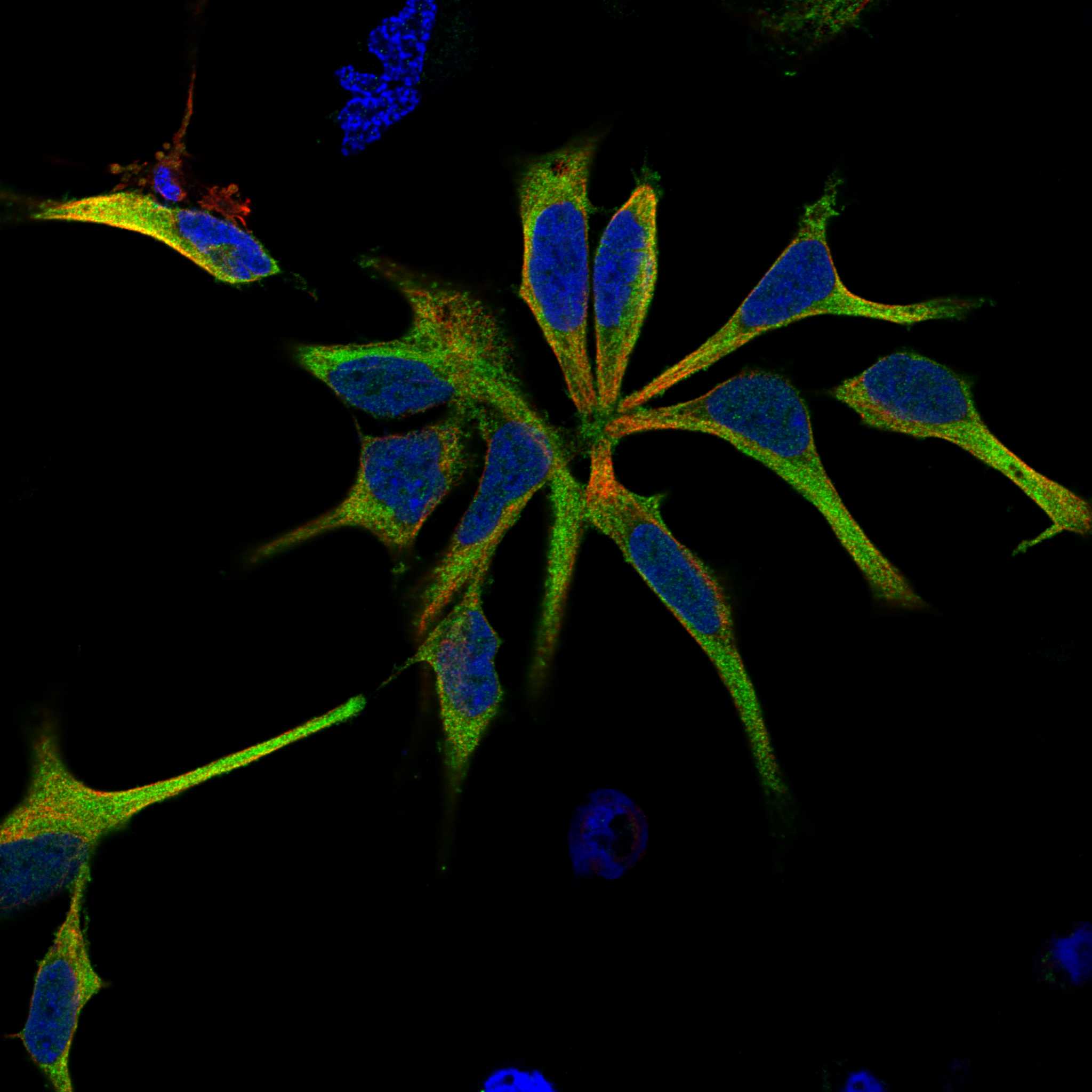 ROBO3 fluorescence