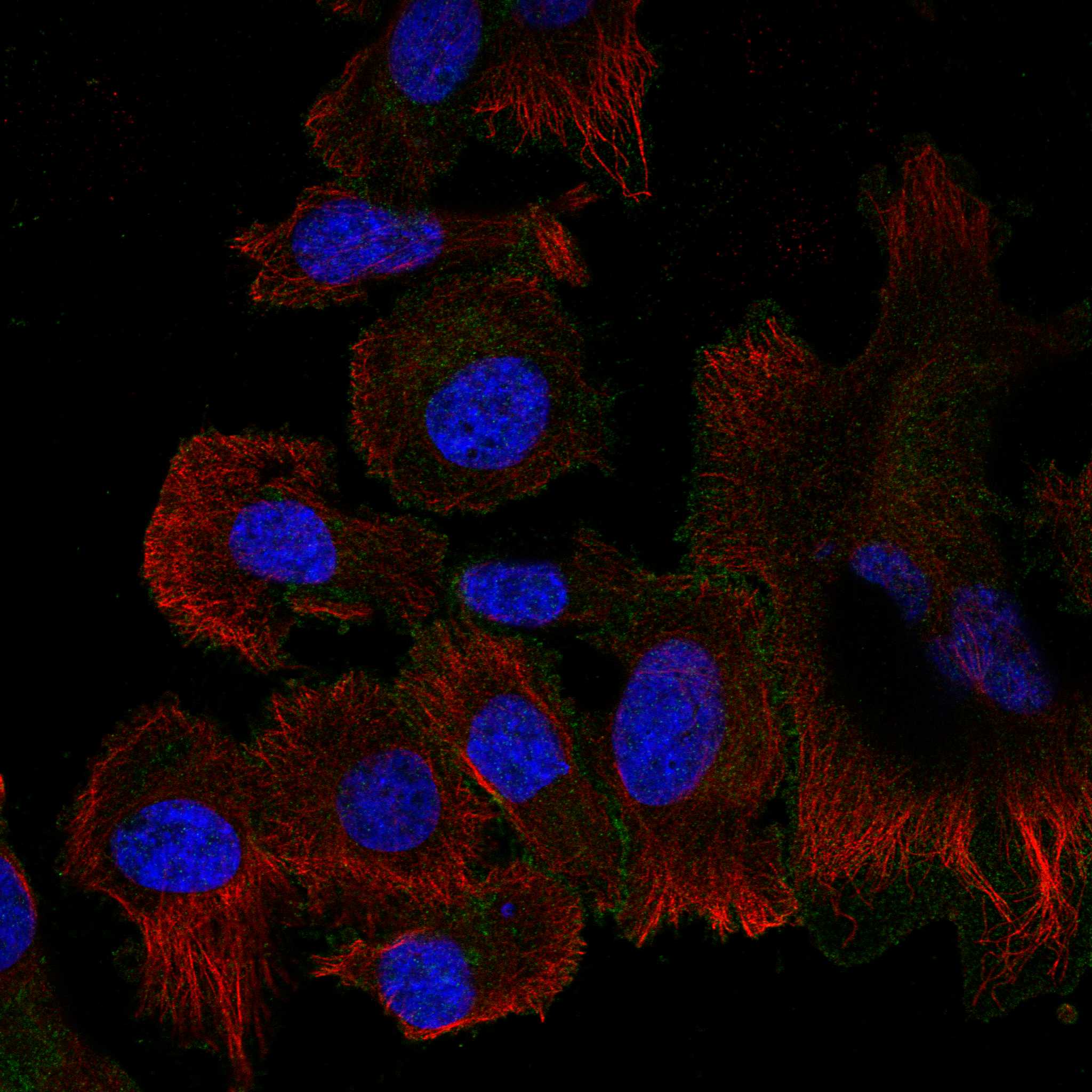 ROBO4 fluorescence