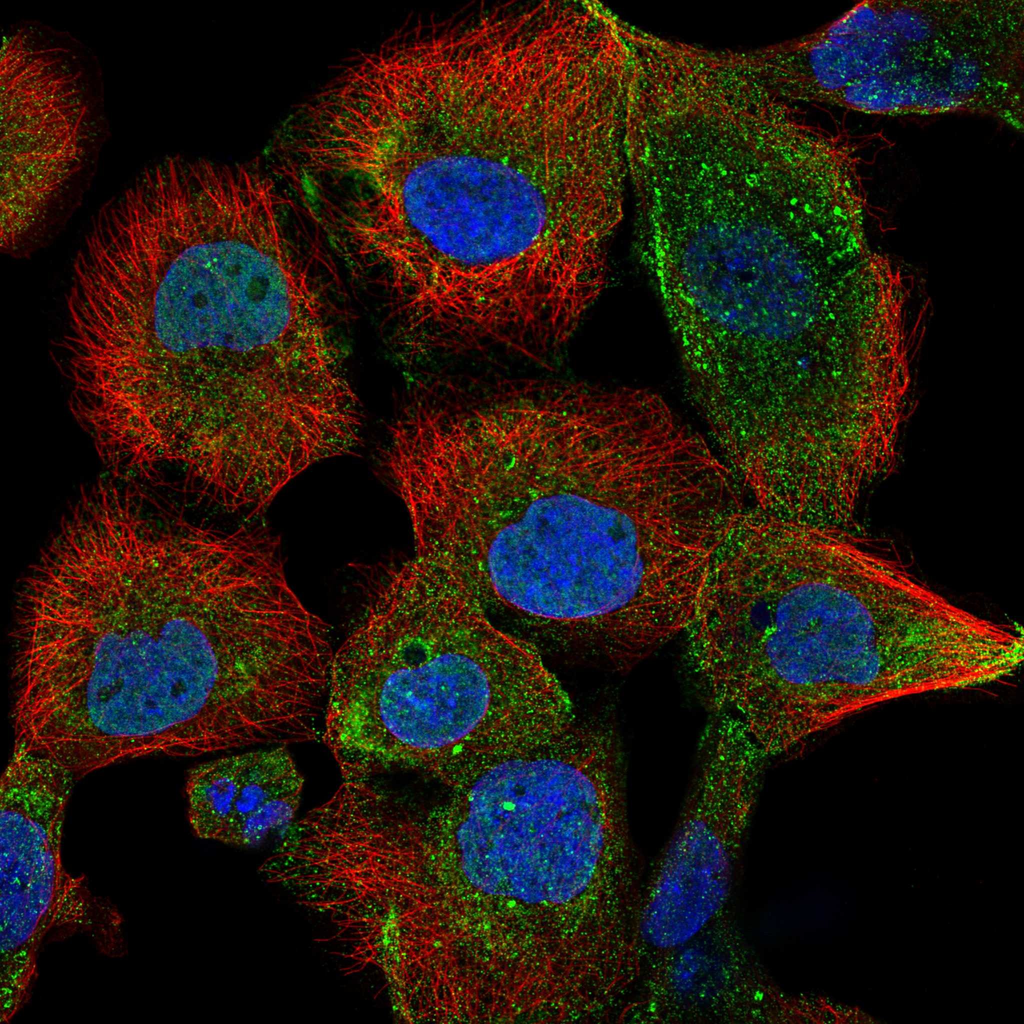 RPIA fluorescence