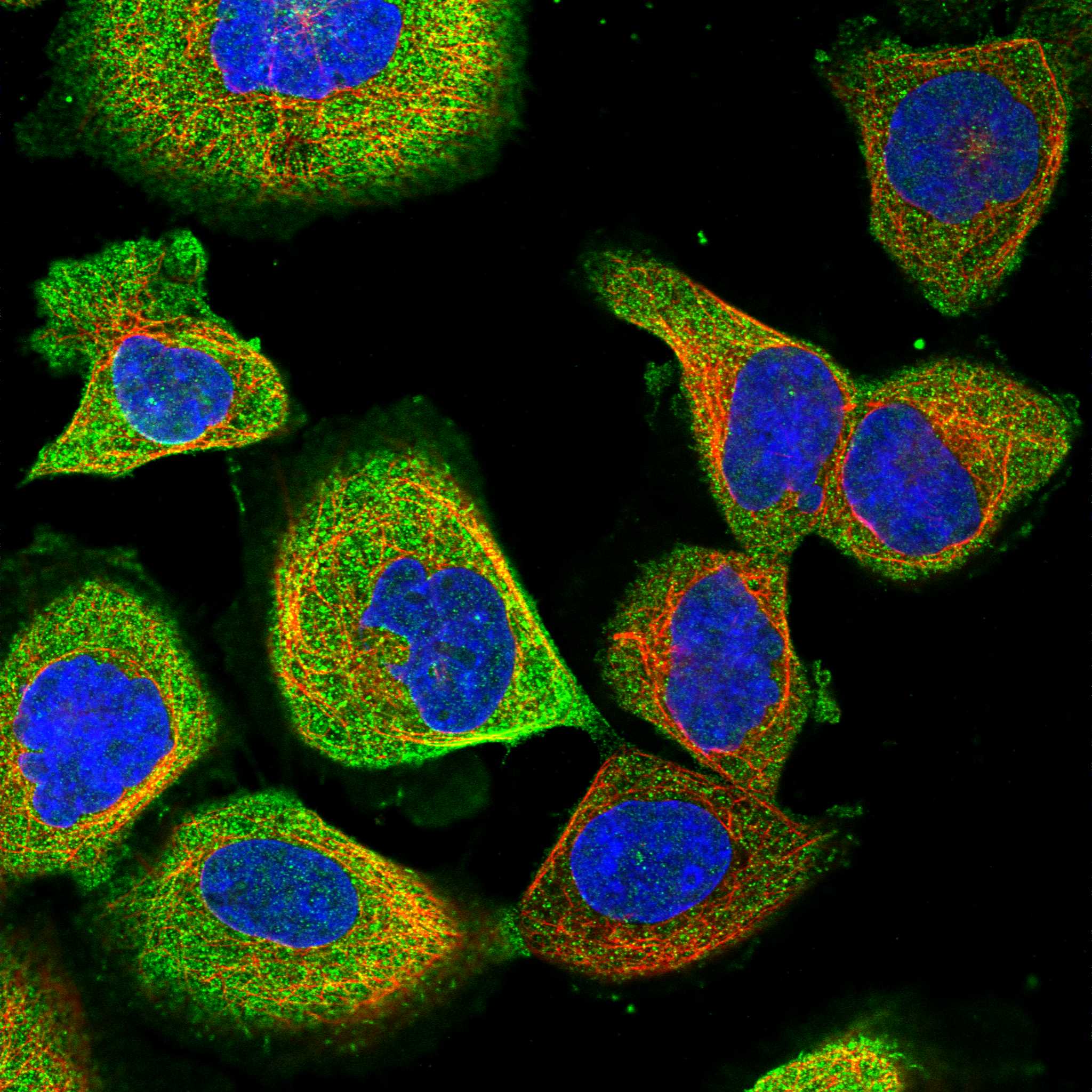 RSPH3 fluorescence