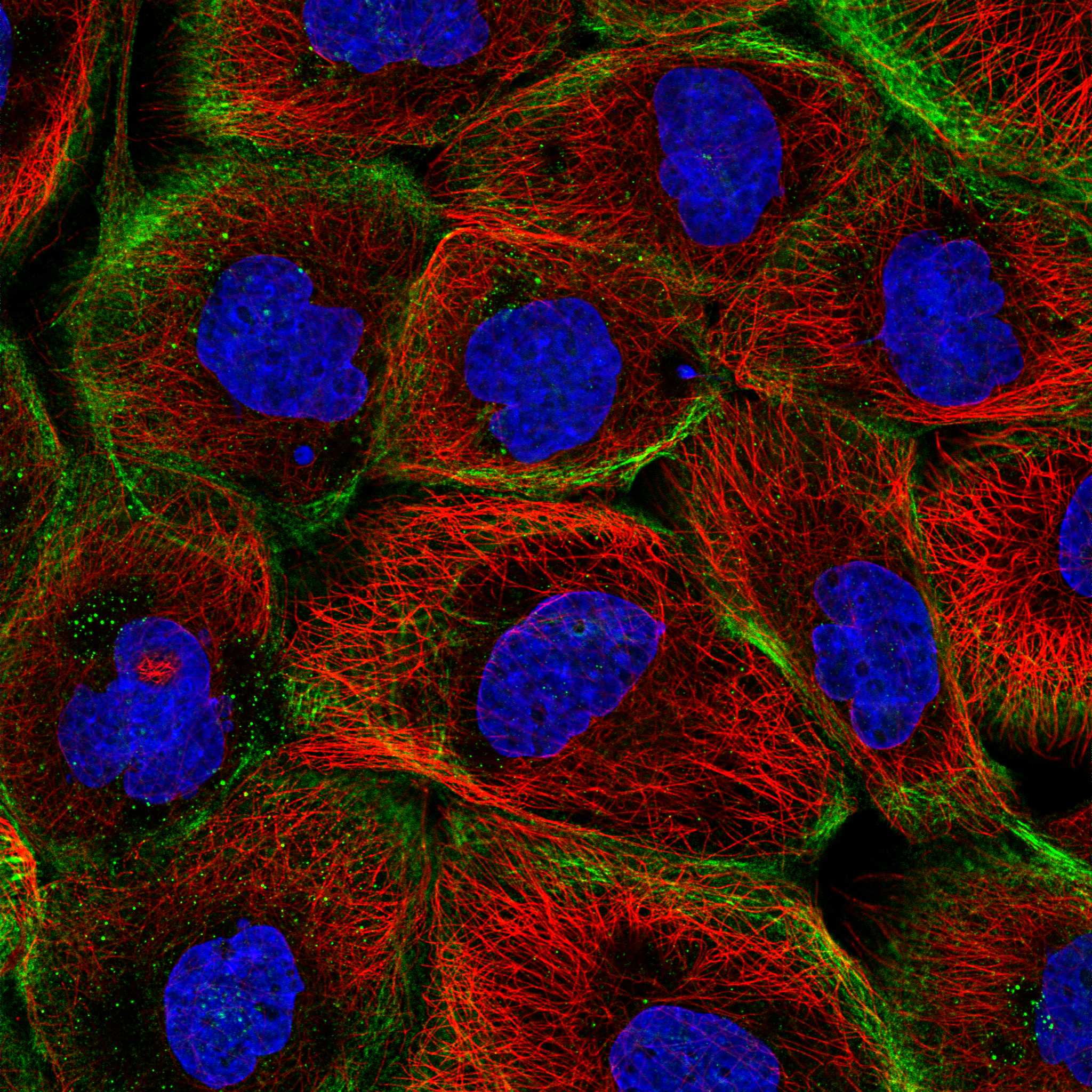 RTN4R fluorescence