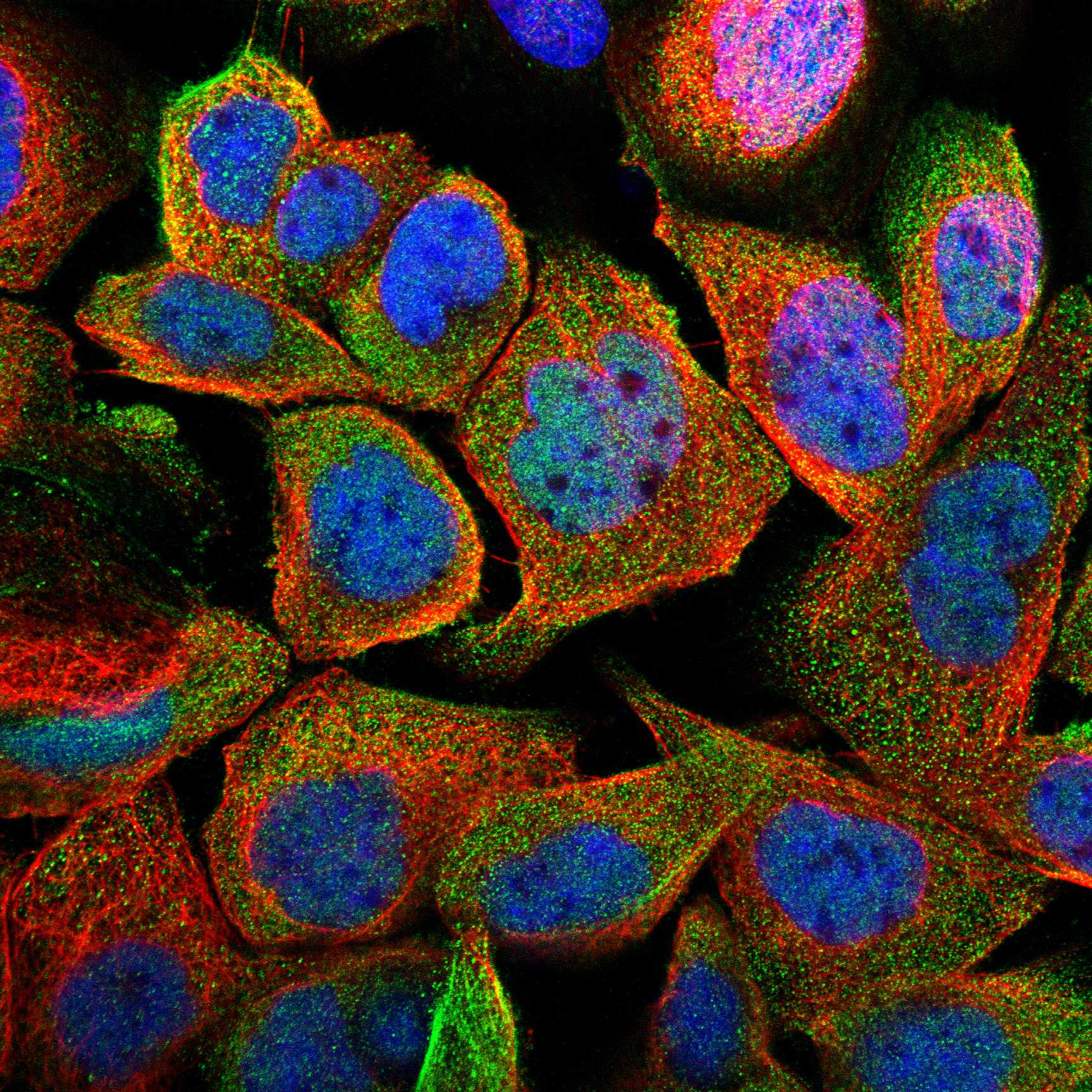 RYR2 fluorescence