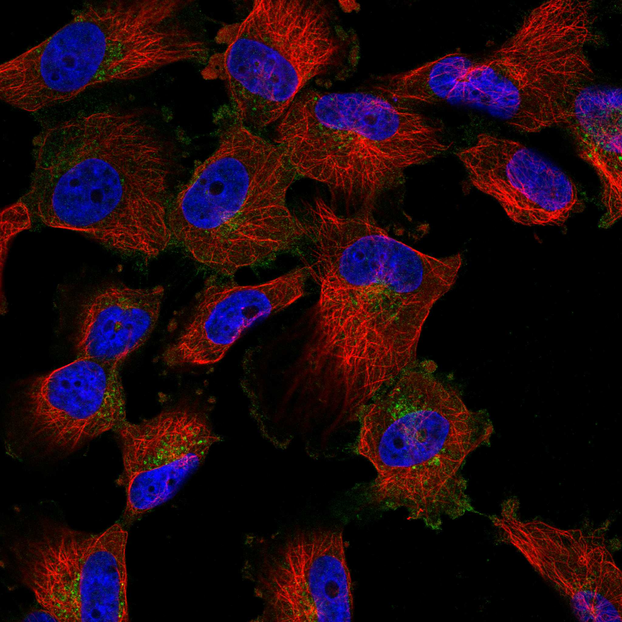 S1PR1 fluorescence
