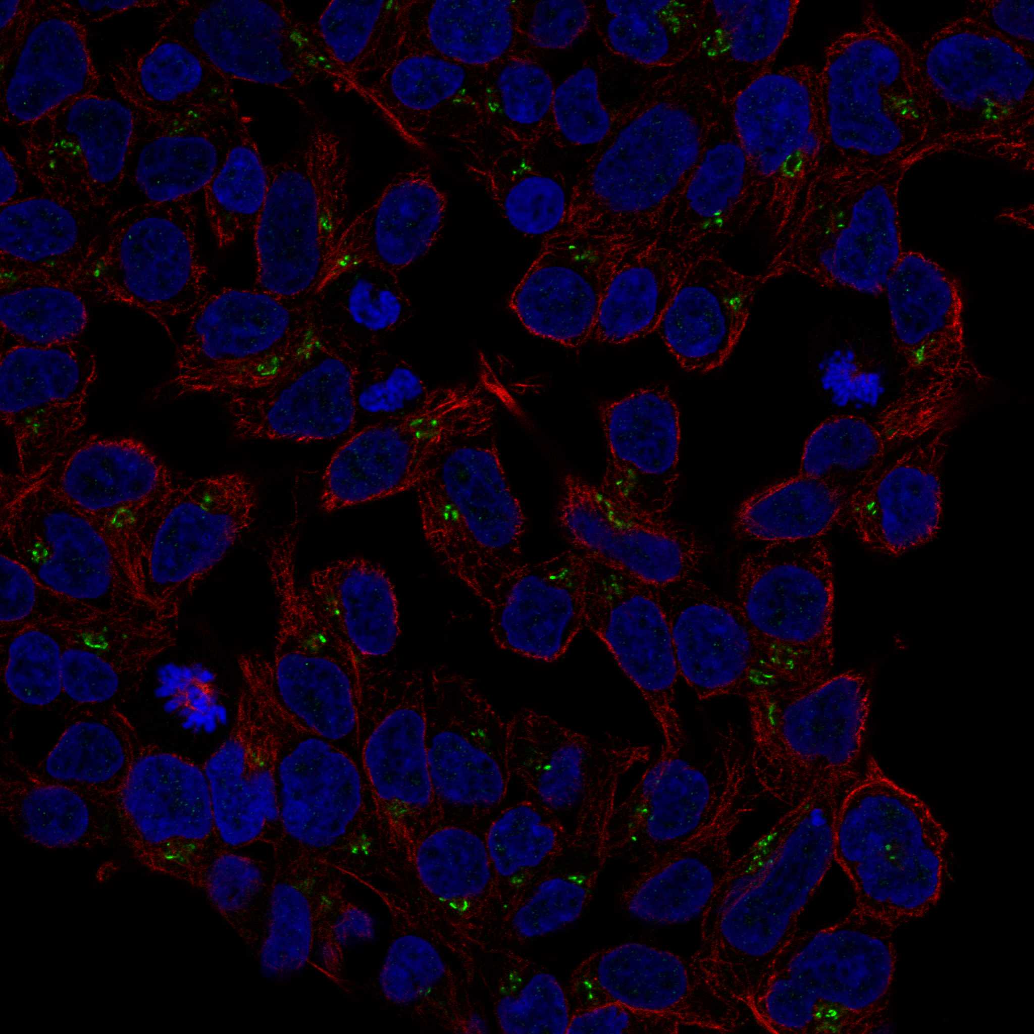 S1PR2 fluorescence
