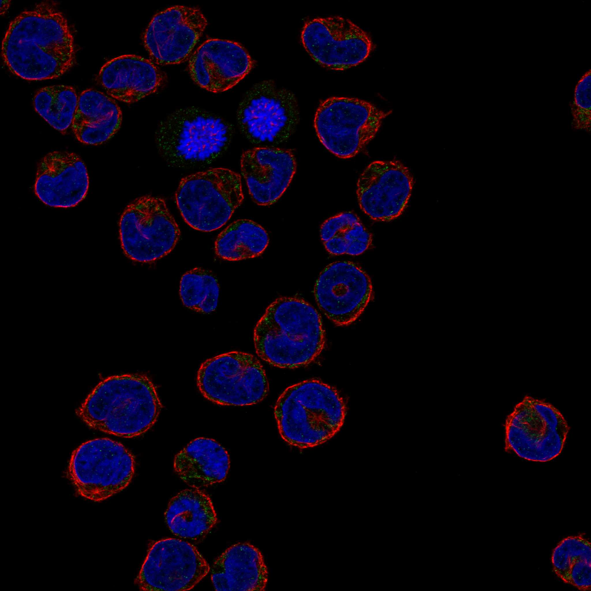 S1PR4 fluorescence