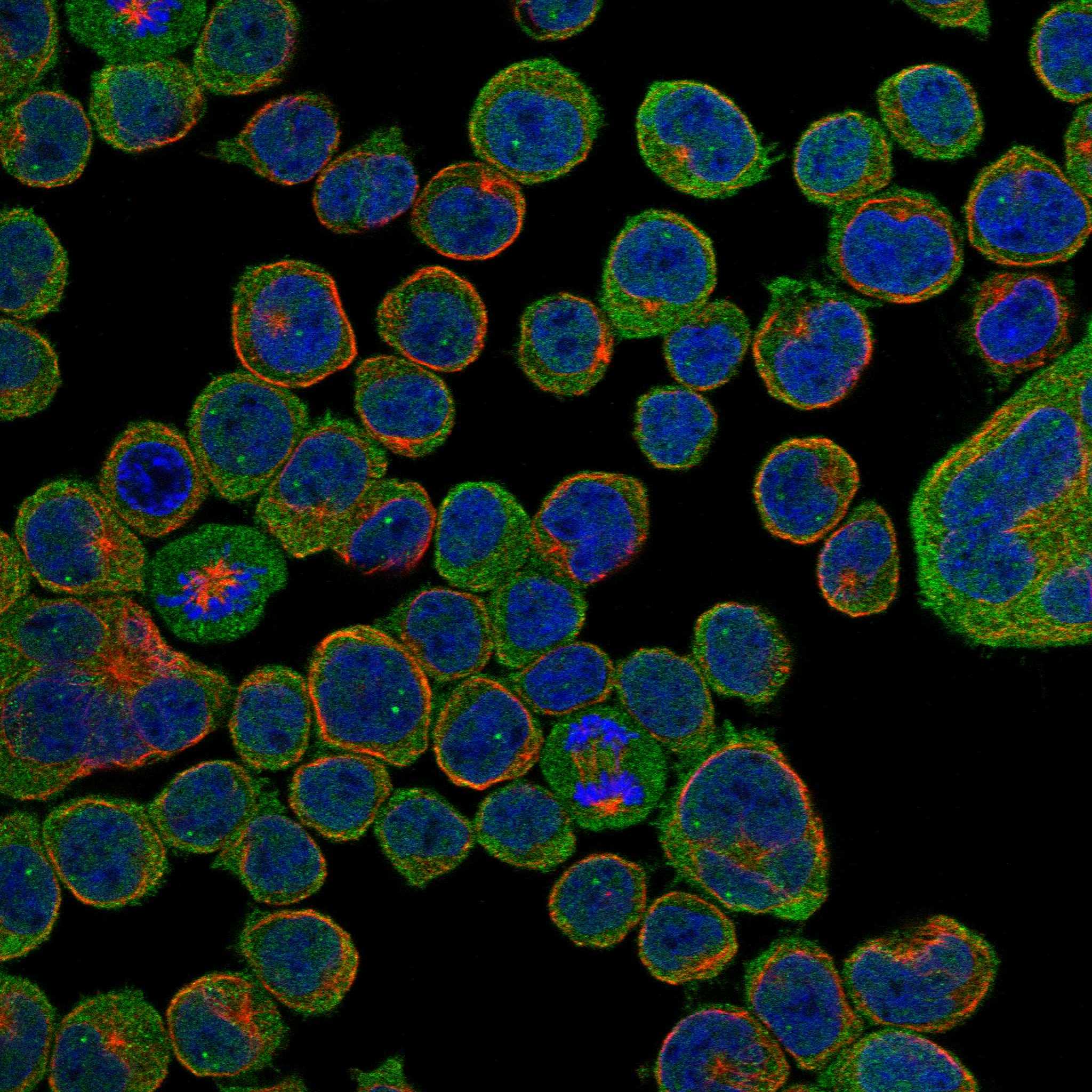 SASH3 fluorescence