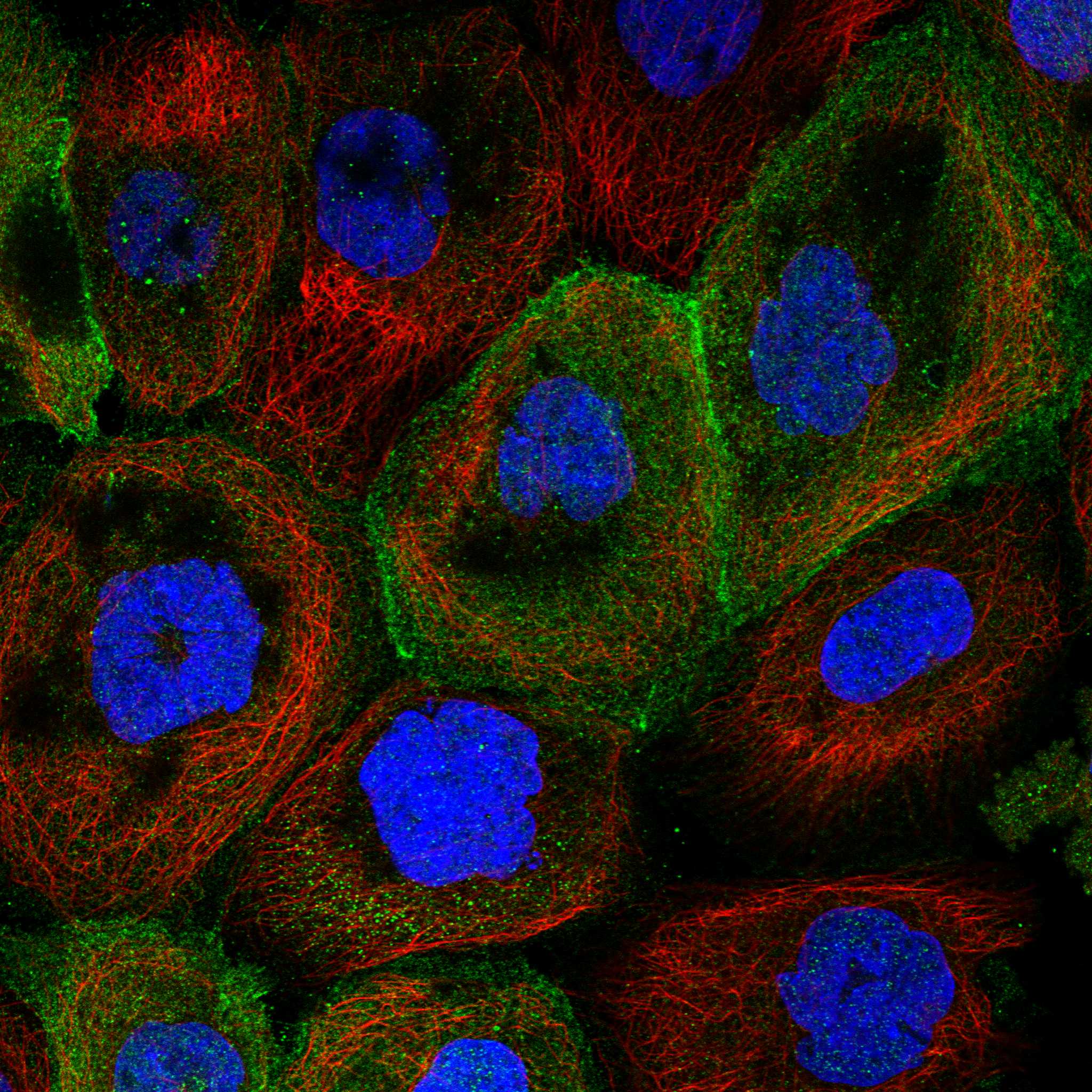 SCEL fluorescence