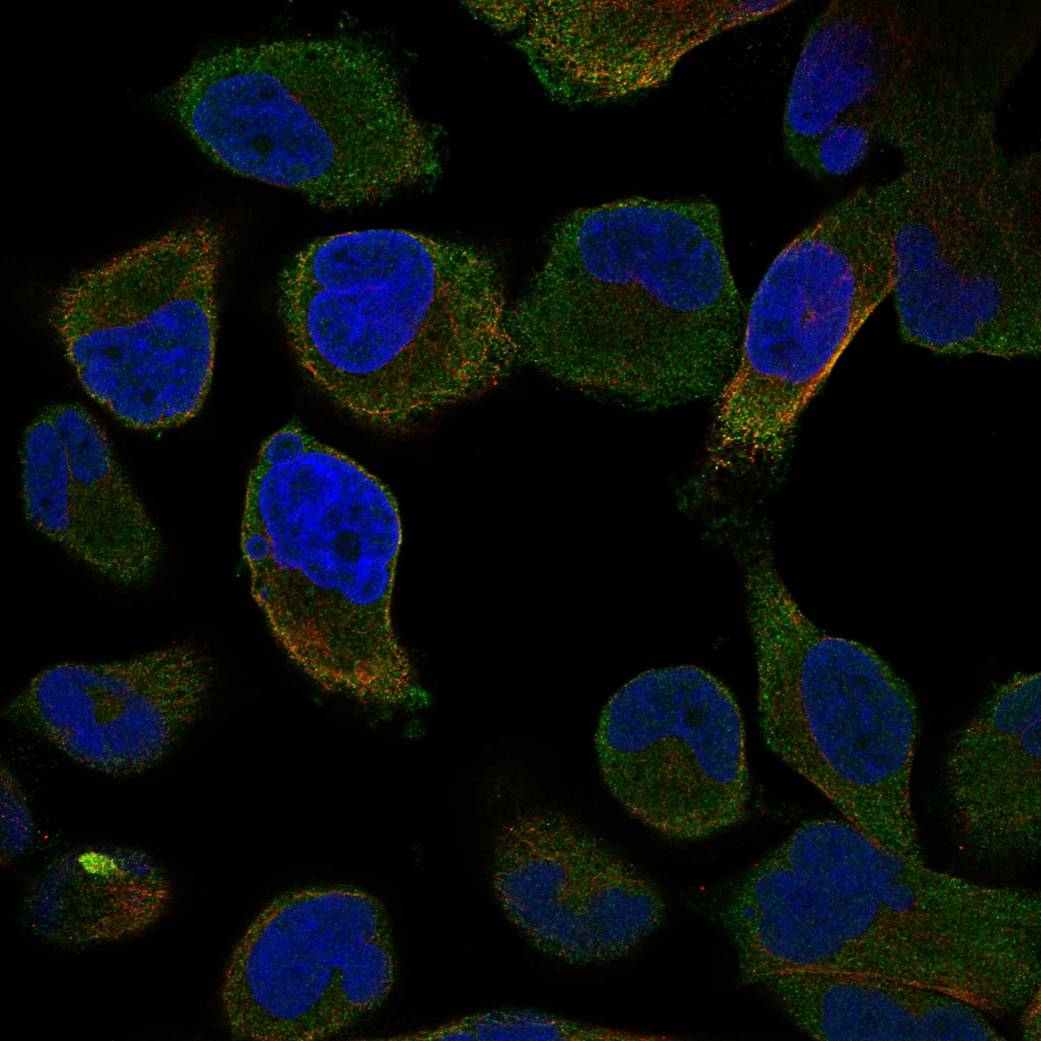 SCN3B fluorescence