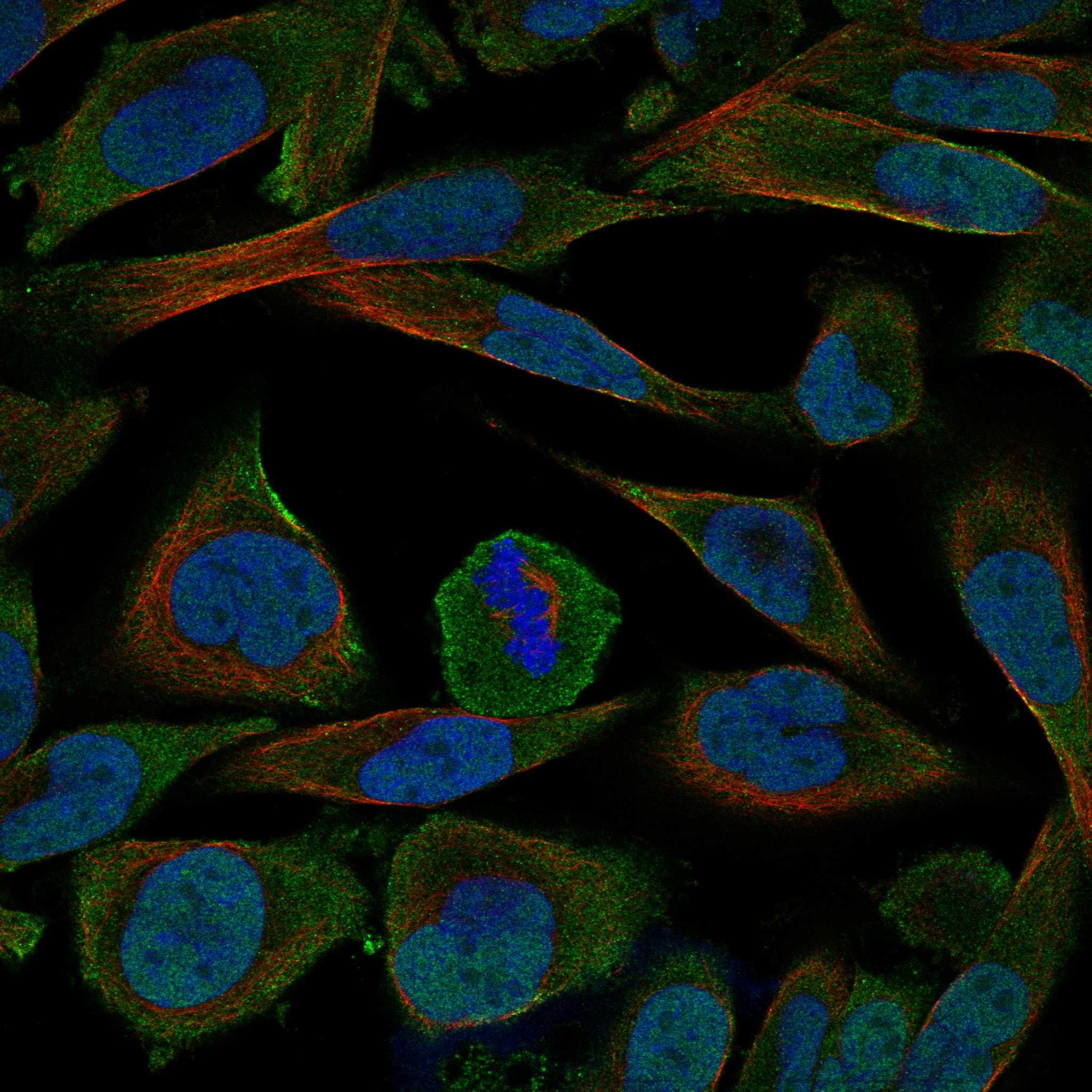 SCN7A fluorescence