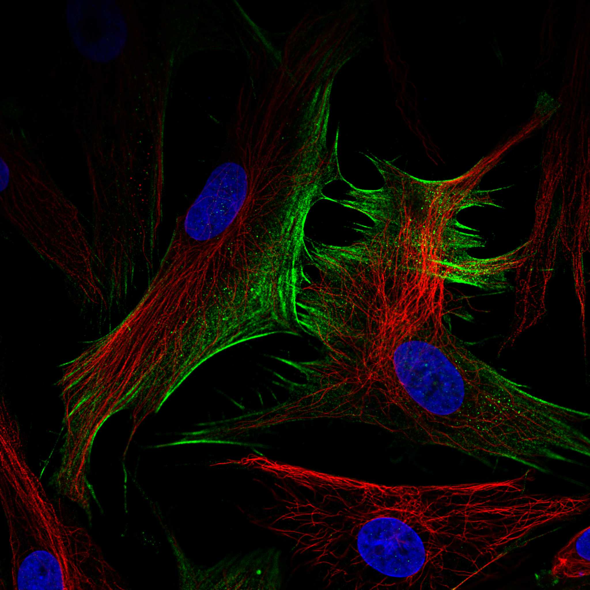 SCN9A fluorescence