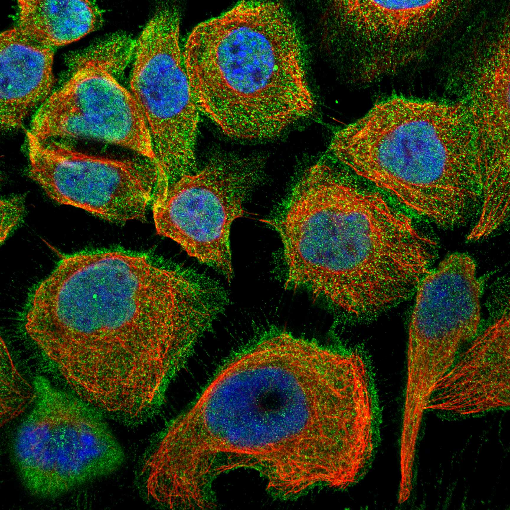 SCRIB fluorescence