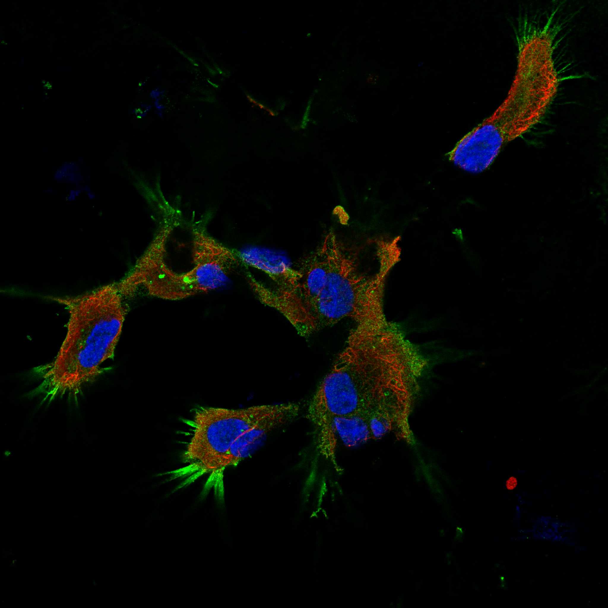 SDC2 fluorescence