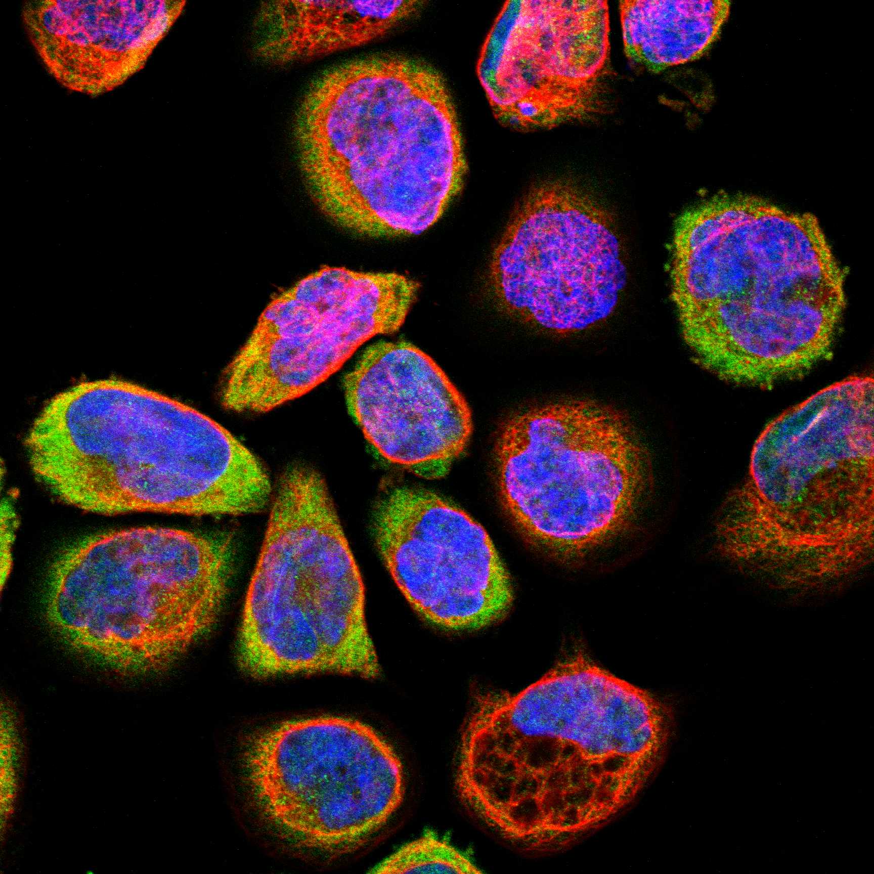 SDK1 fluorescence